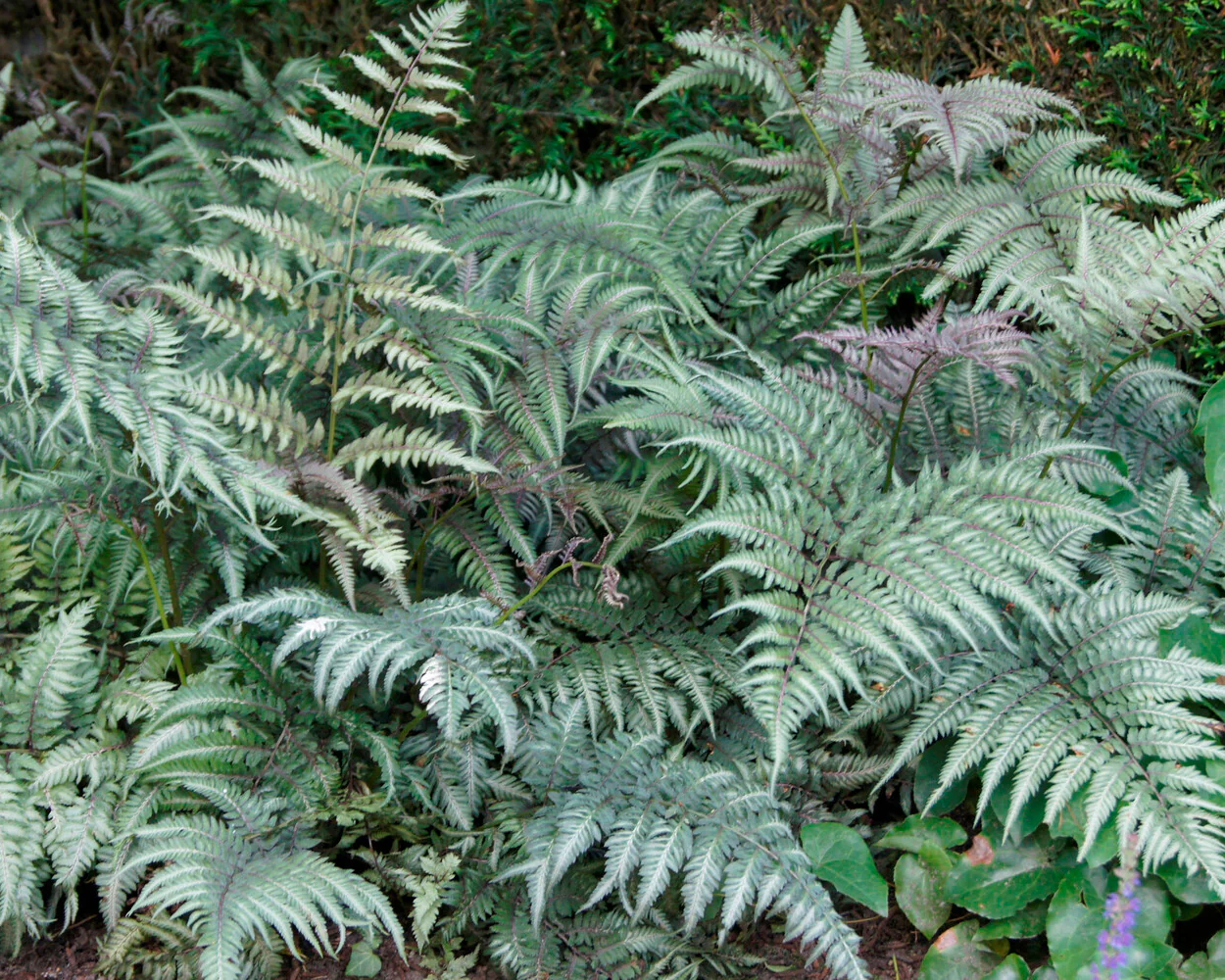 Athyrium 'Metallicum' - Image 7