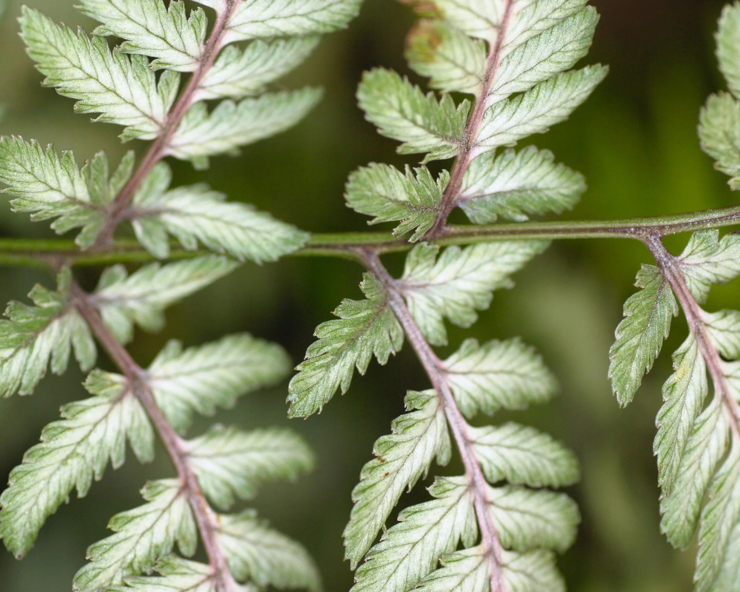 Athyrium 'Silver Falls' - Image 2