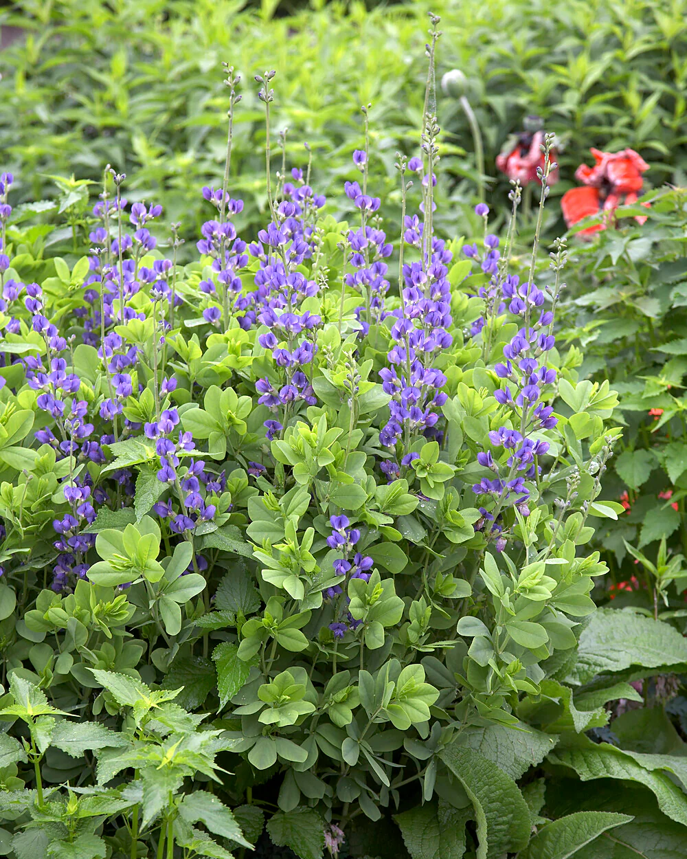 Baptisia australis - Image 13