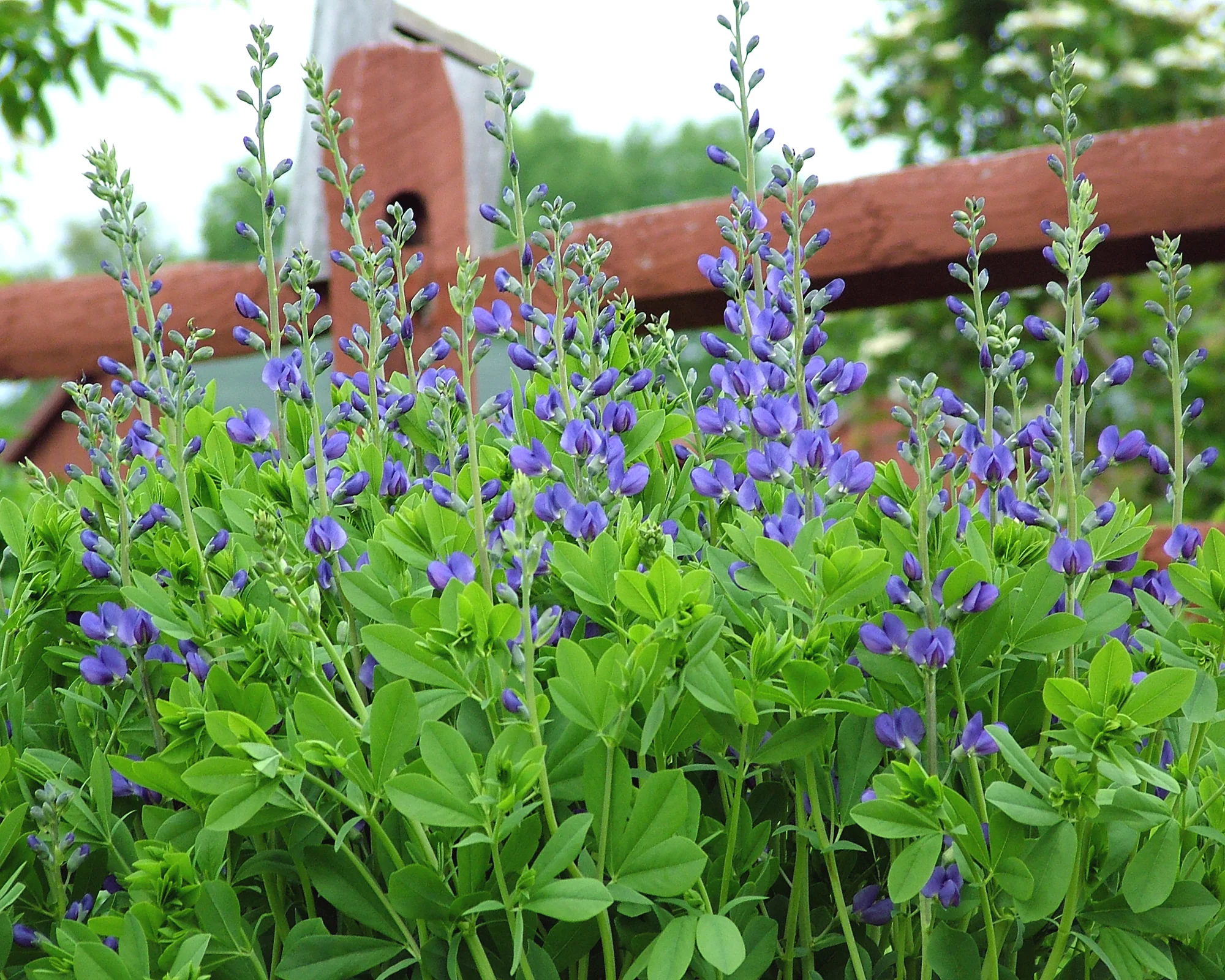 Baptisia australis - Image 4