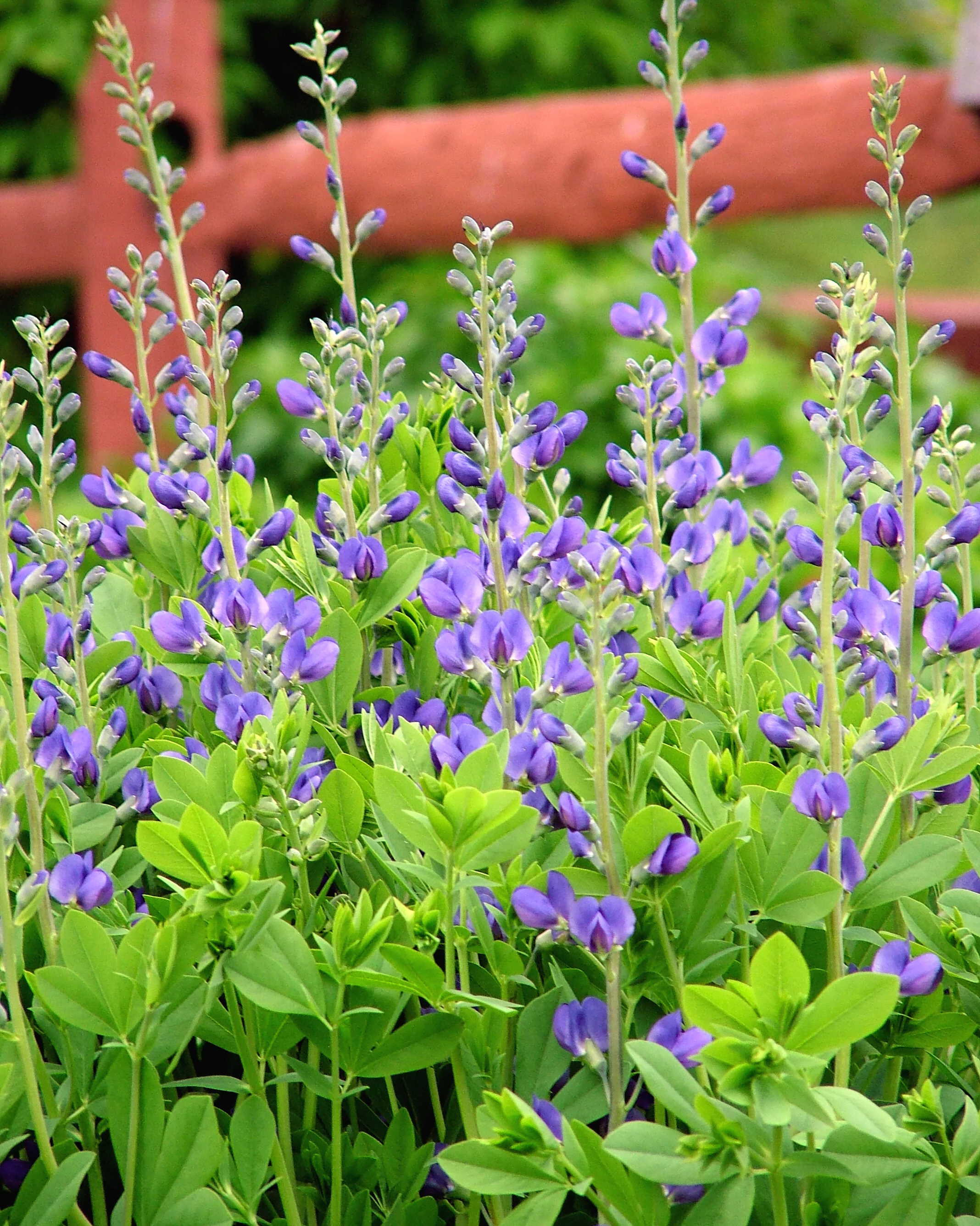 Baptisia australis - Image 6