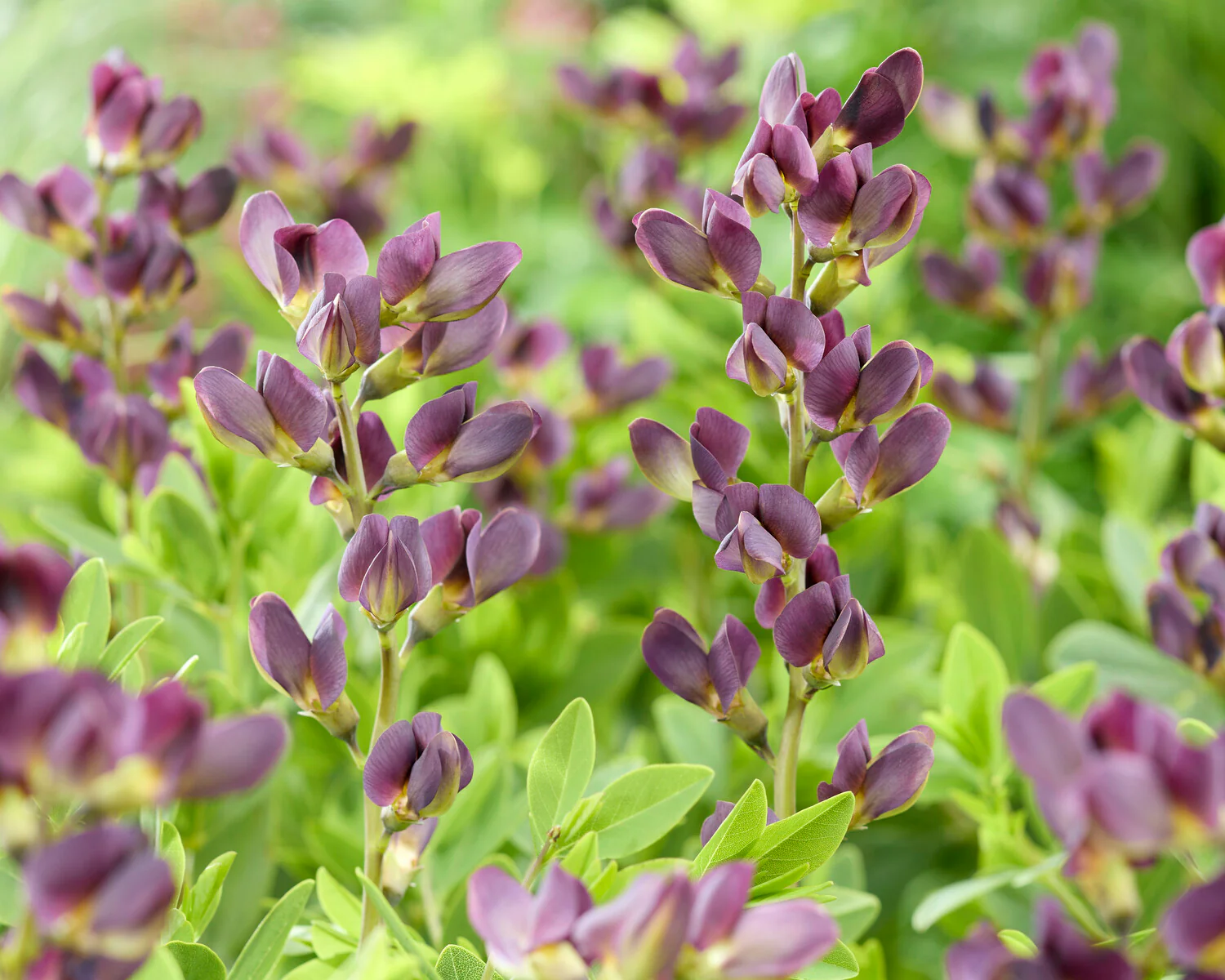 Baptisia 'Dusty Purple' - Image 4