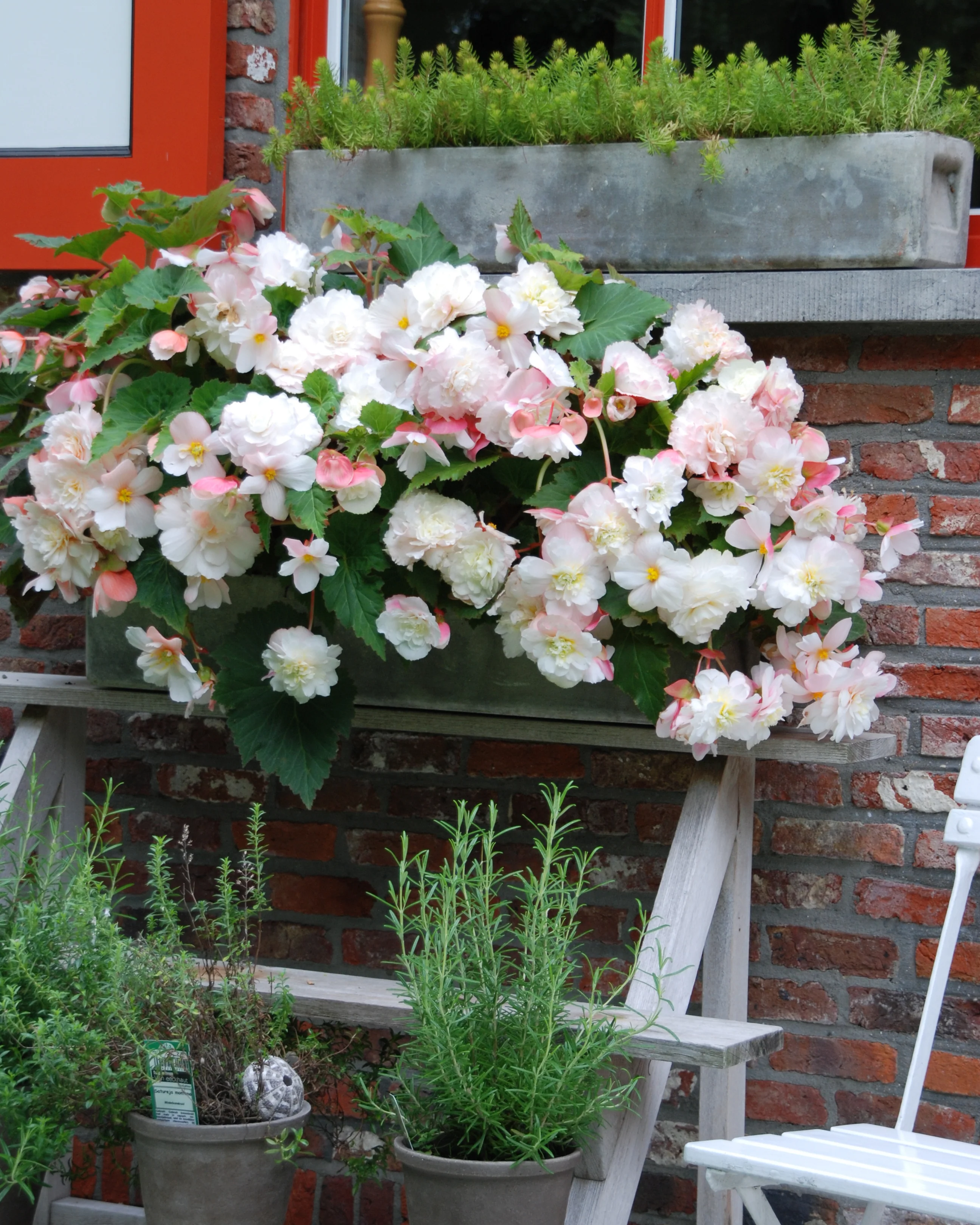 Begonia odorata 'Angelique' - Image 2