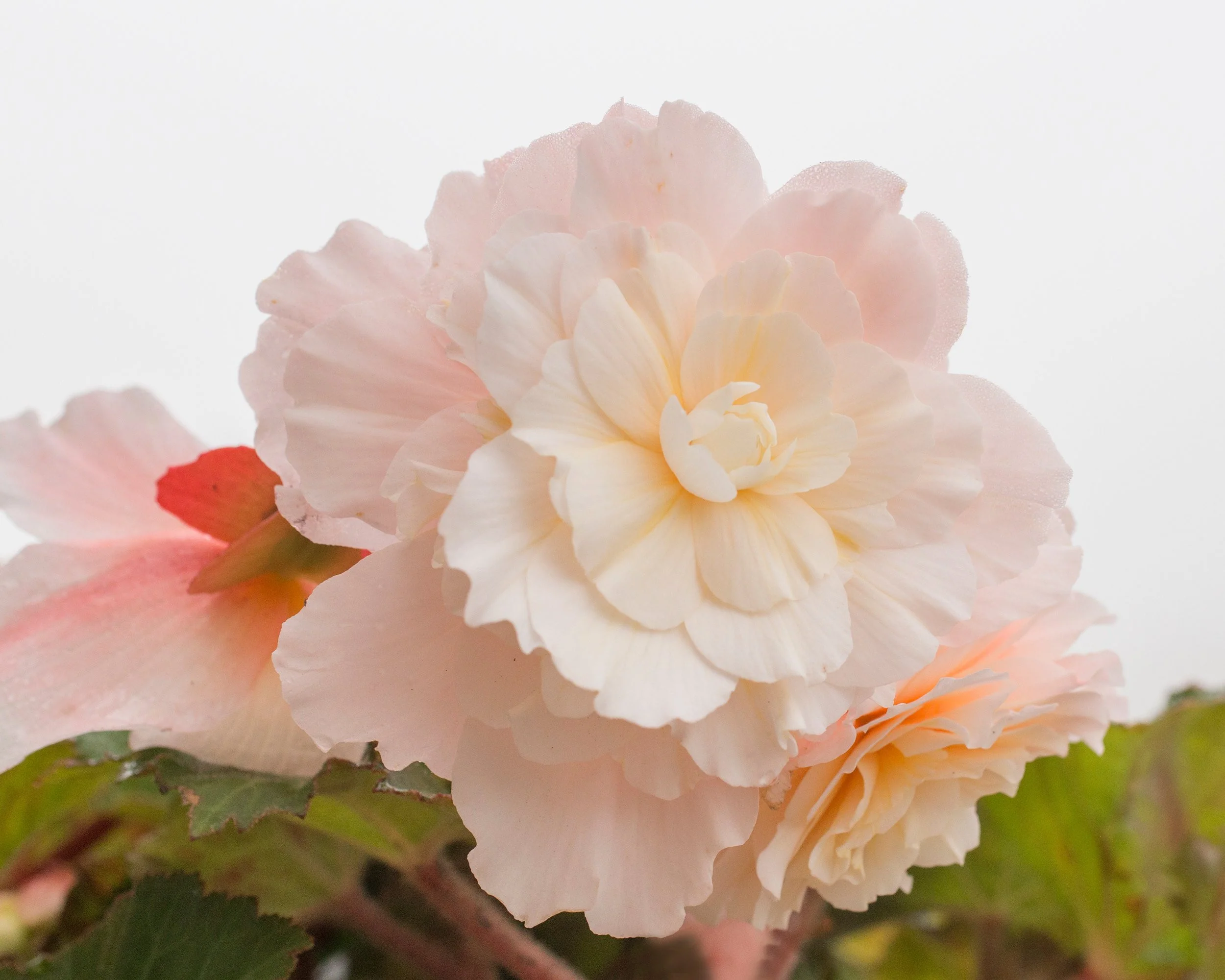 Begonia odorata 'Angelique' - Image 6