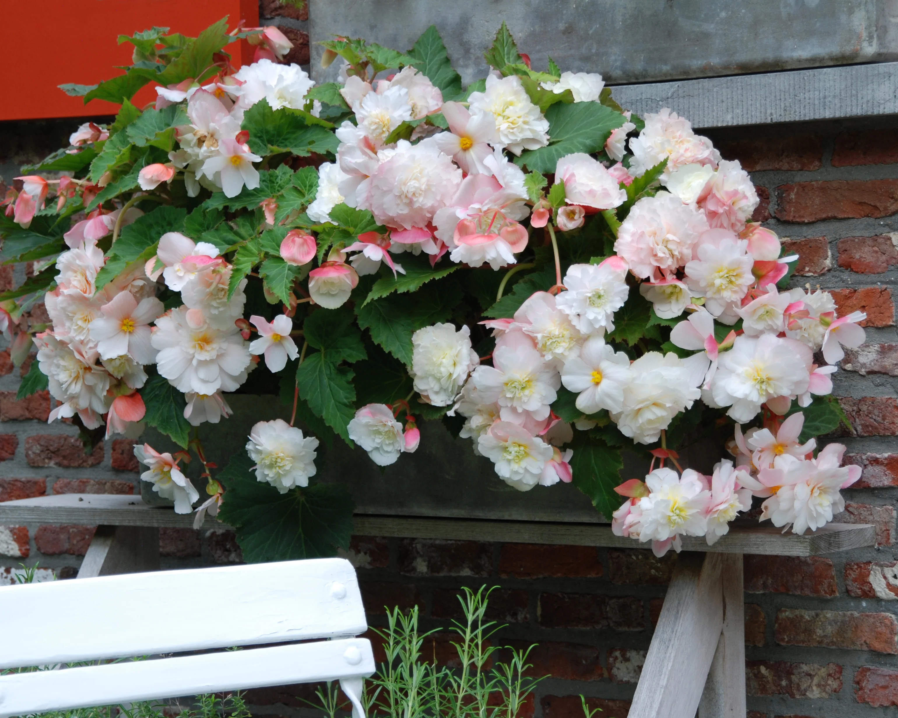 Begonia odorata 'Angelique' - Image 7