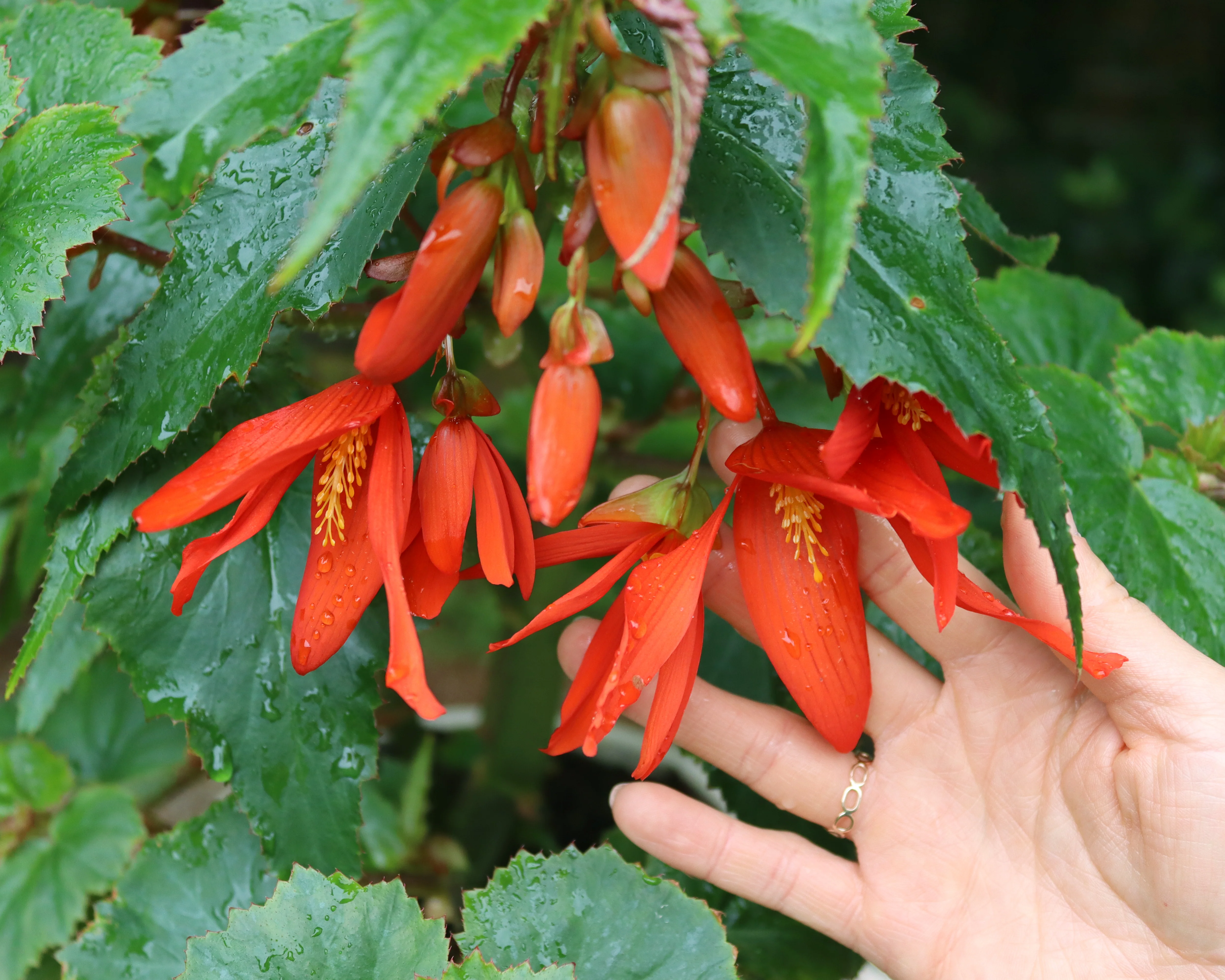 Begonia 'Bertini' - Image 2