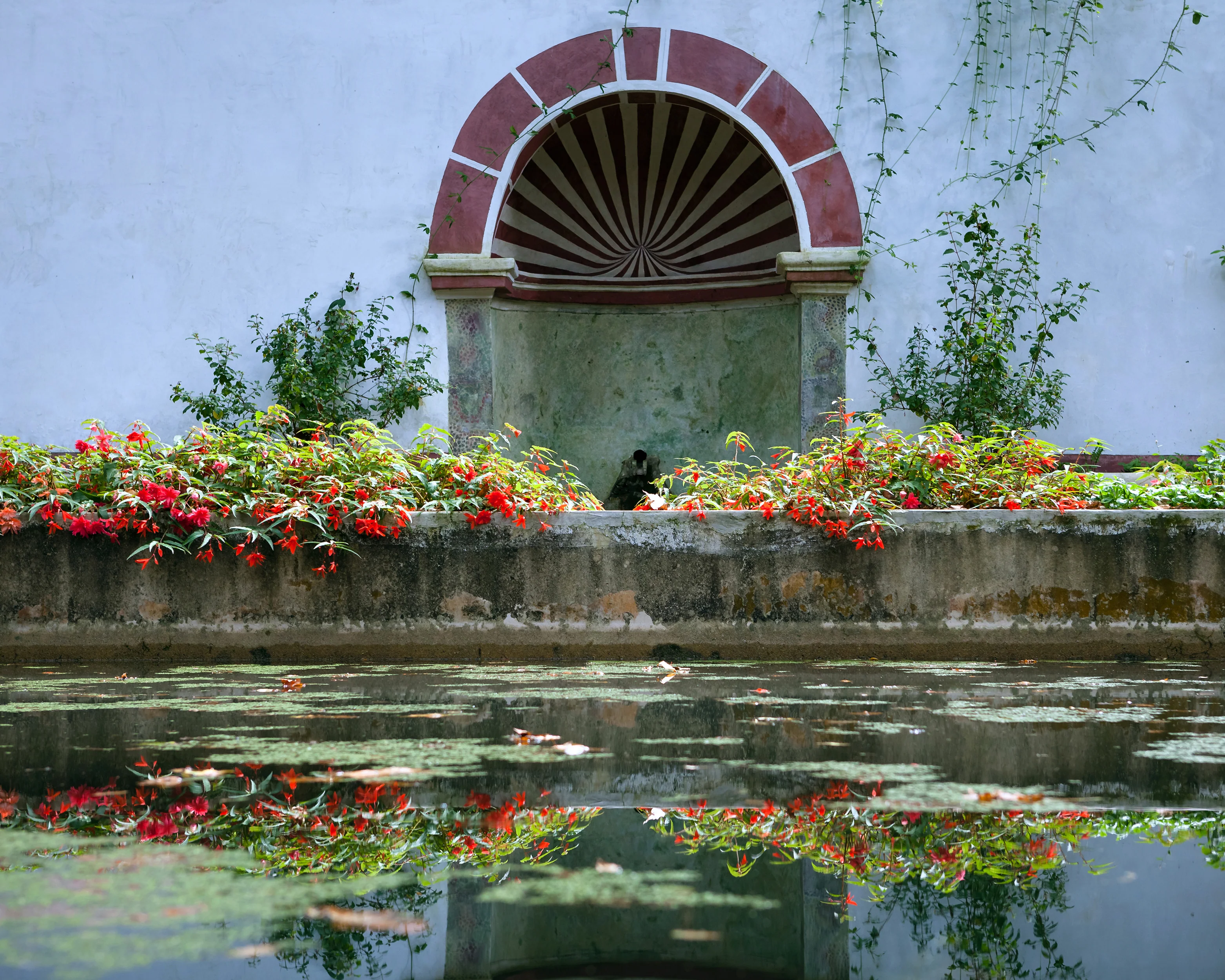 Begonia 'Bertini' - Image 6