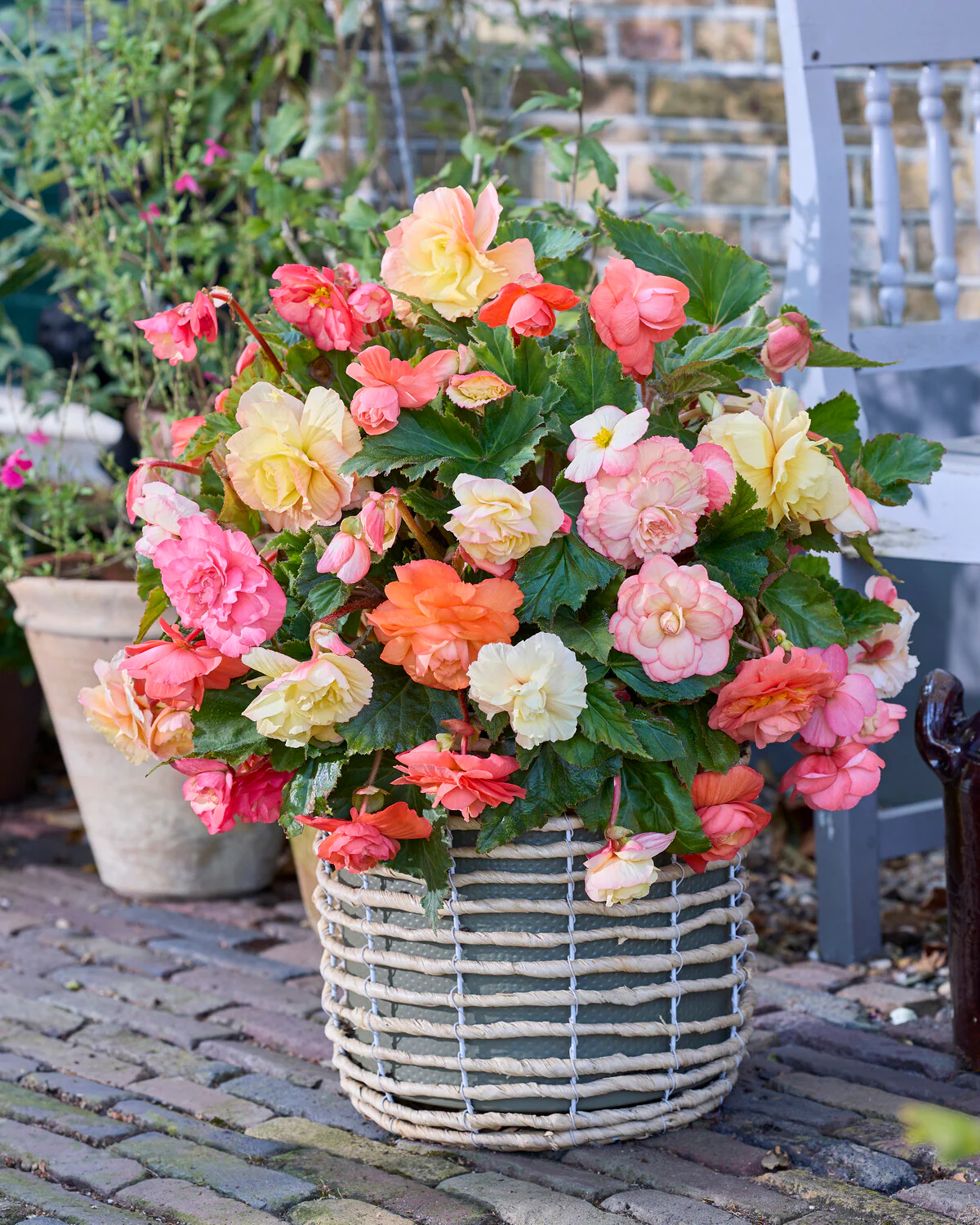 Begonia 'Cascade Pastel Wave' - Image 4