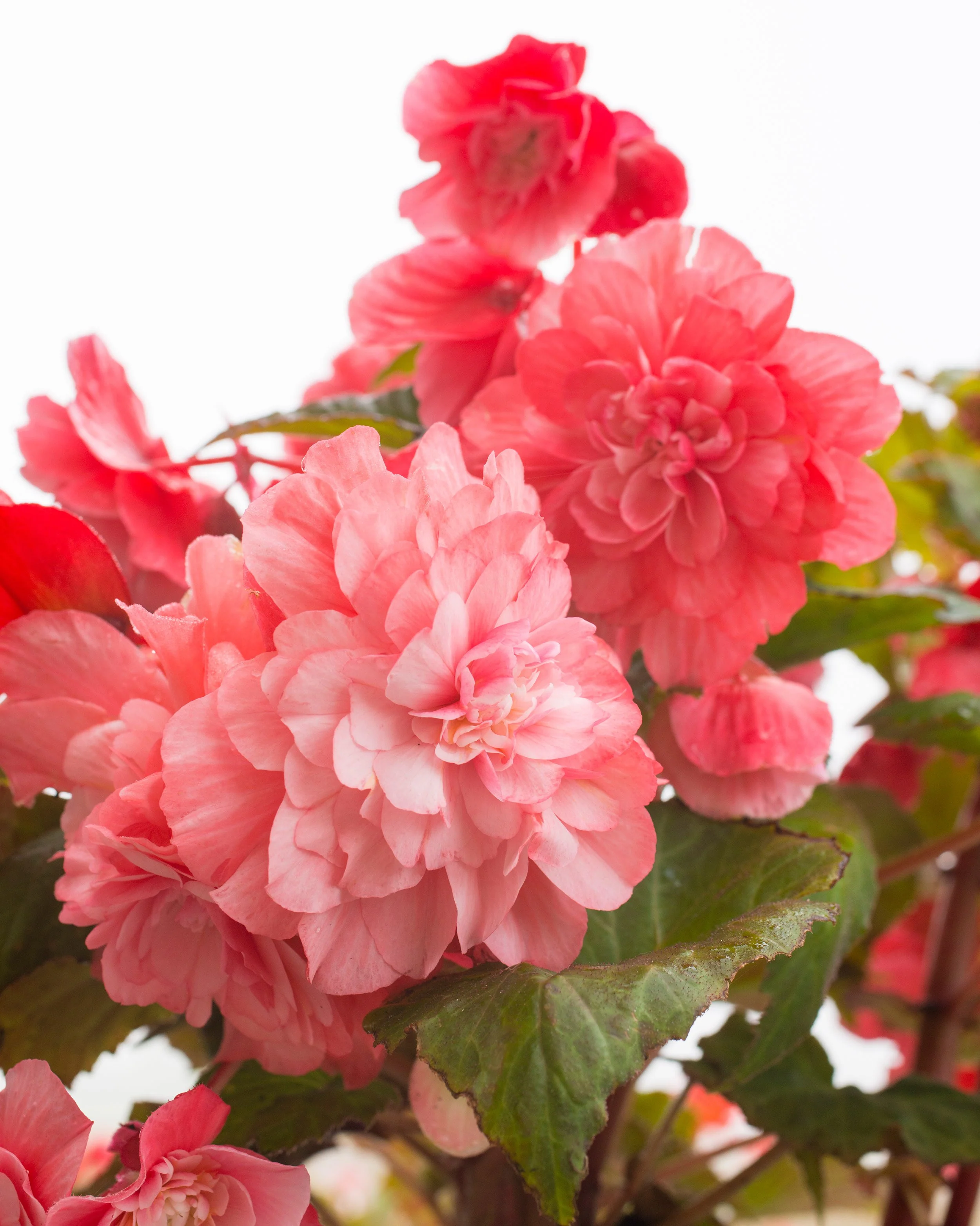 Begonia 'Cascade Pink' - Image 5