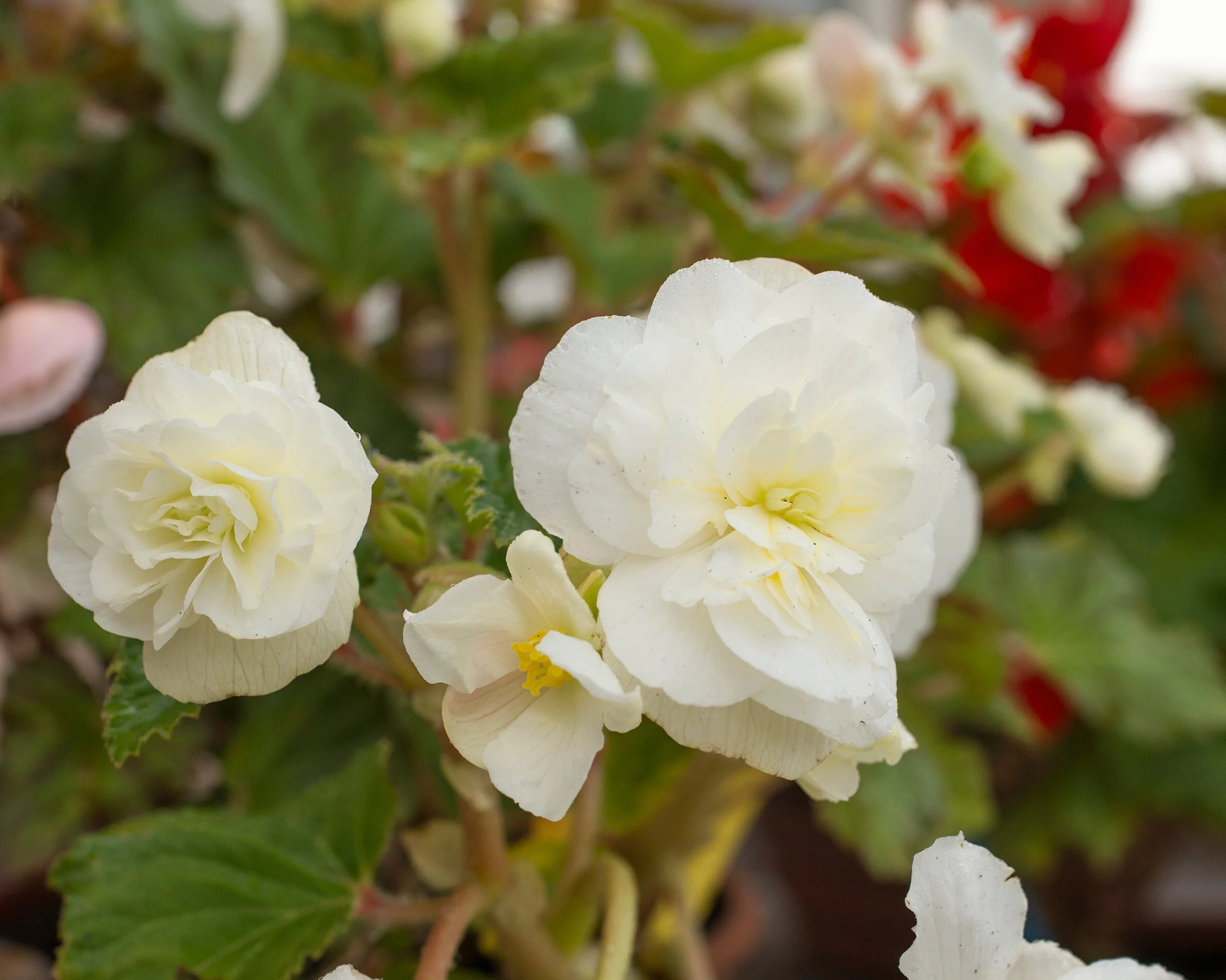 Begonia 'Cascade White' - Image 4