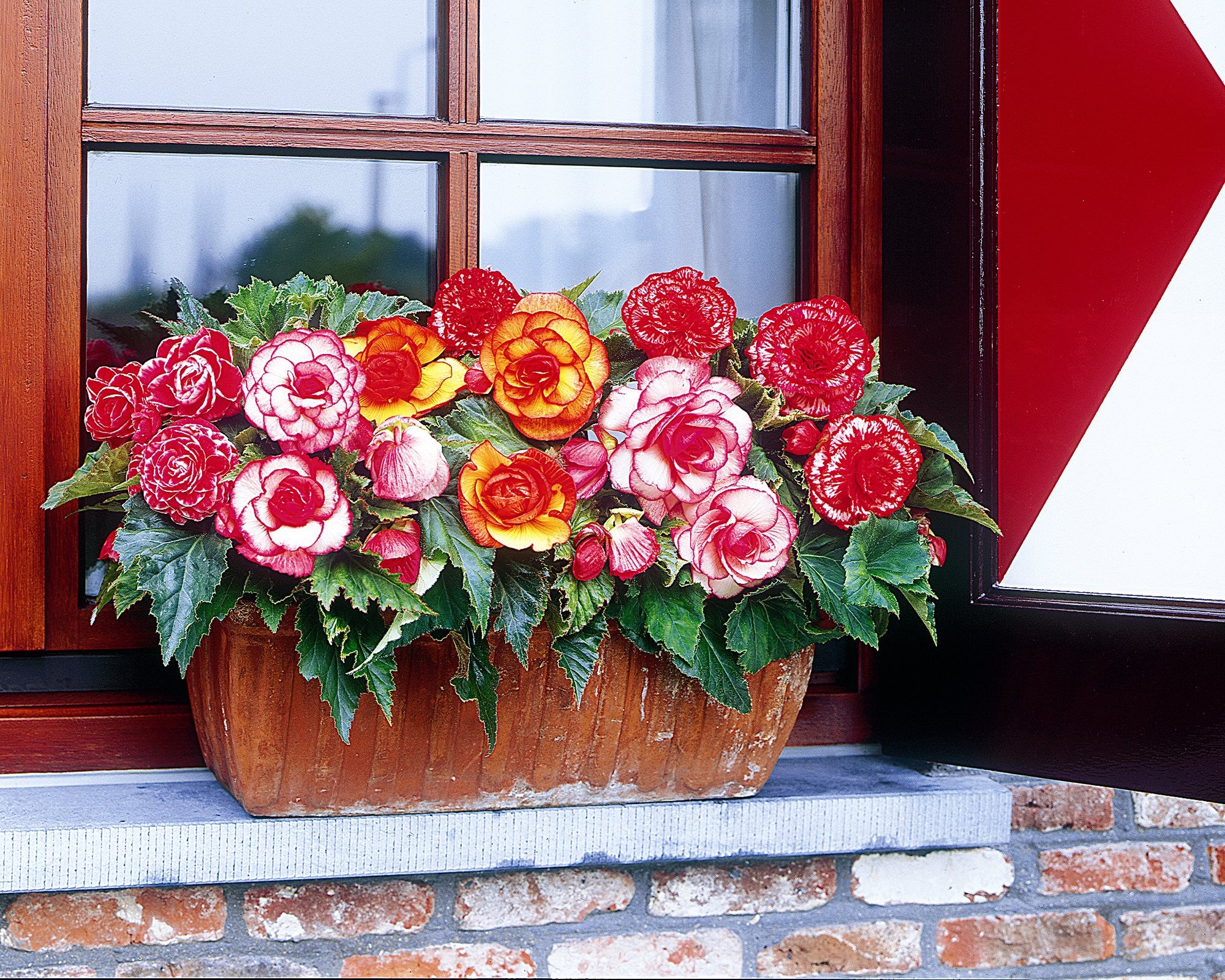 Begonia collection 'Sunny Days' - Image 3