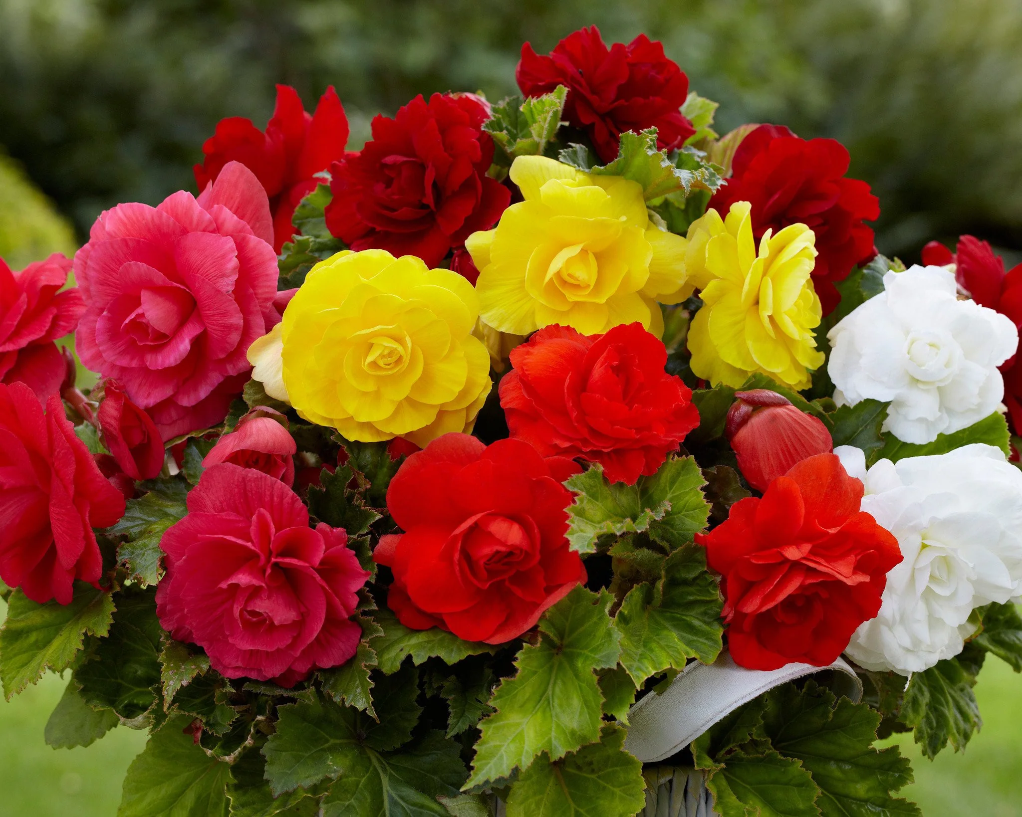 Begonia 'Double Mixed' - Image 3