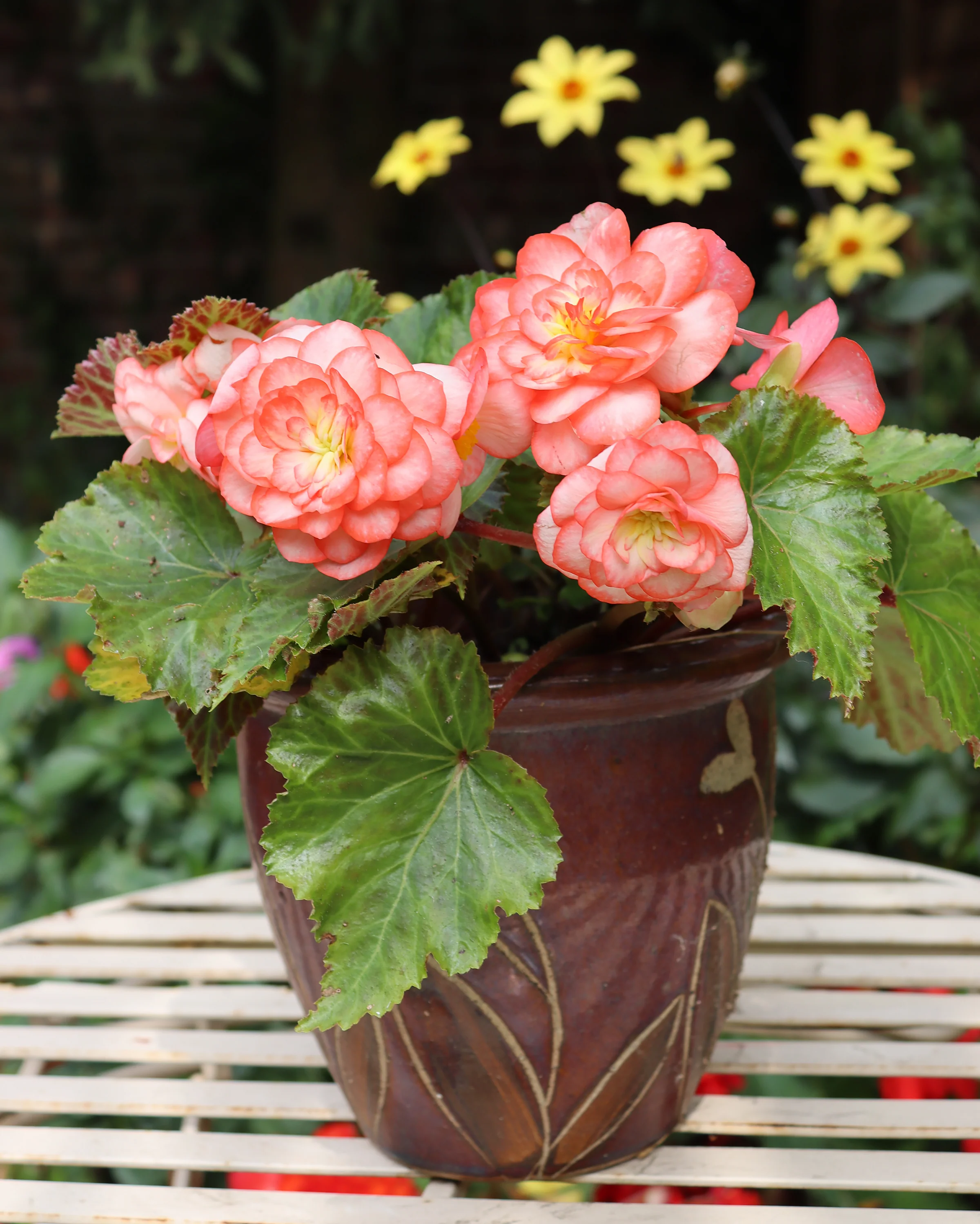 Begonia 'OnTop® Fandango' - Image 2