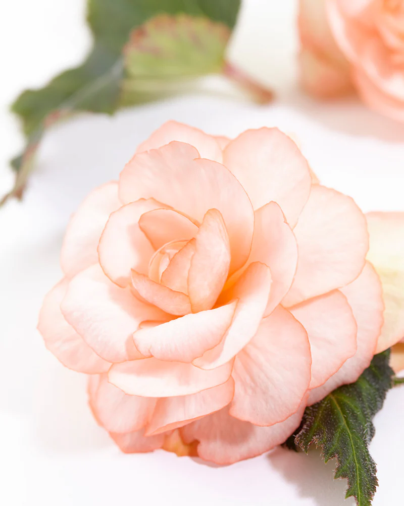 Begonia 'OnTop® Fandango' - Image 5