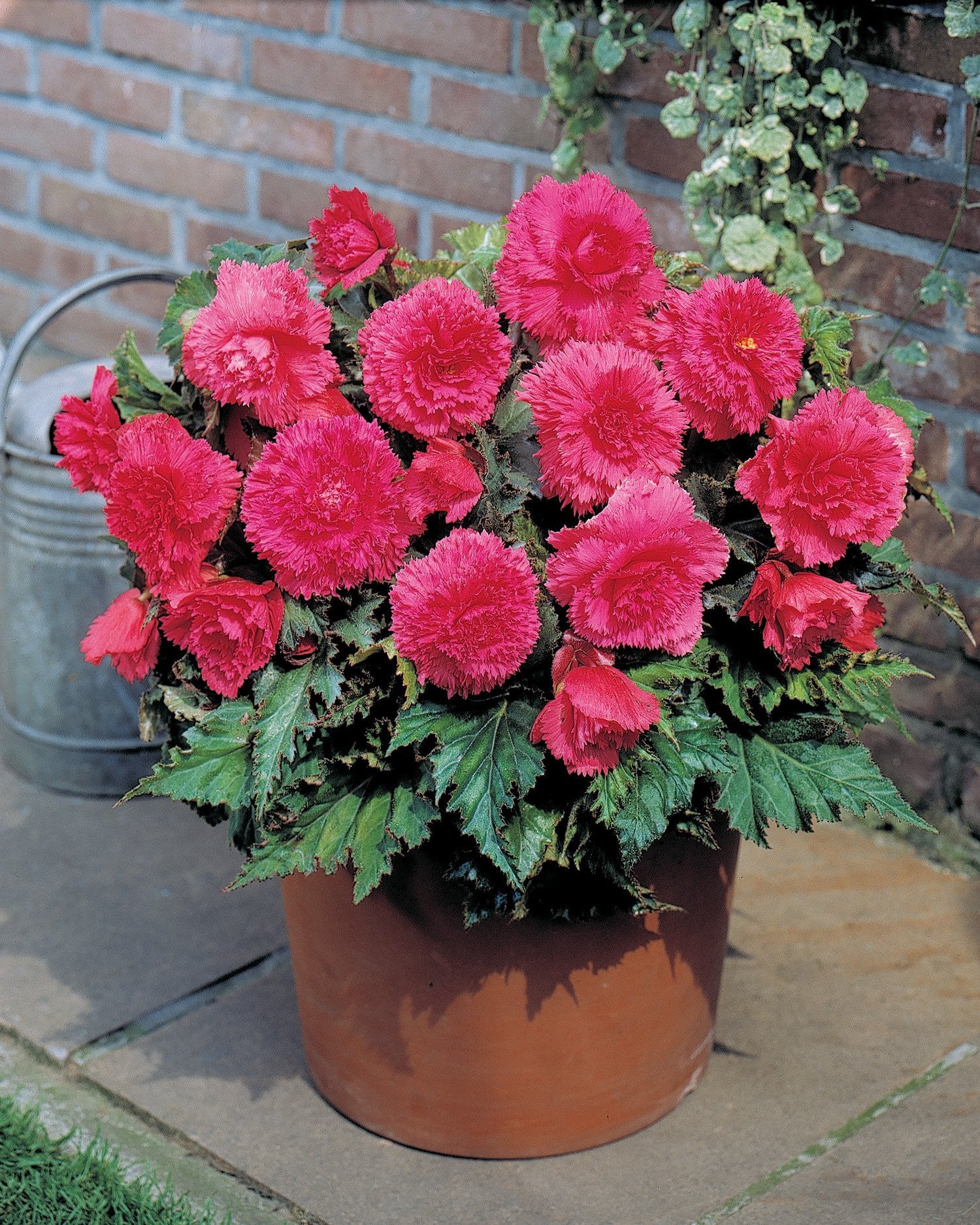 Begonia 'Fimbriata Pink' - Image 2