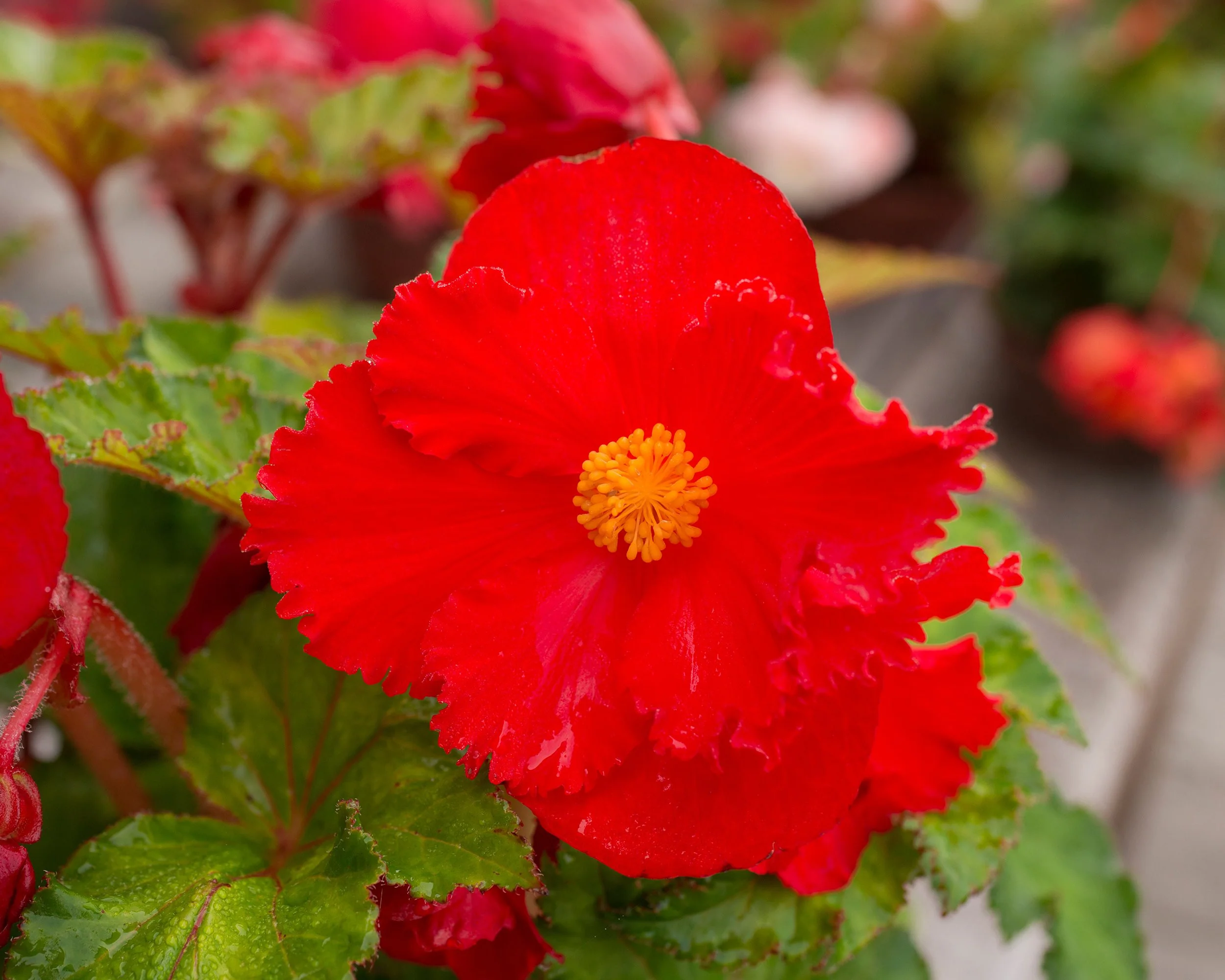 Begonia 'Fimbriata Red' - Image 2