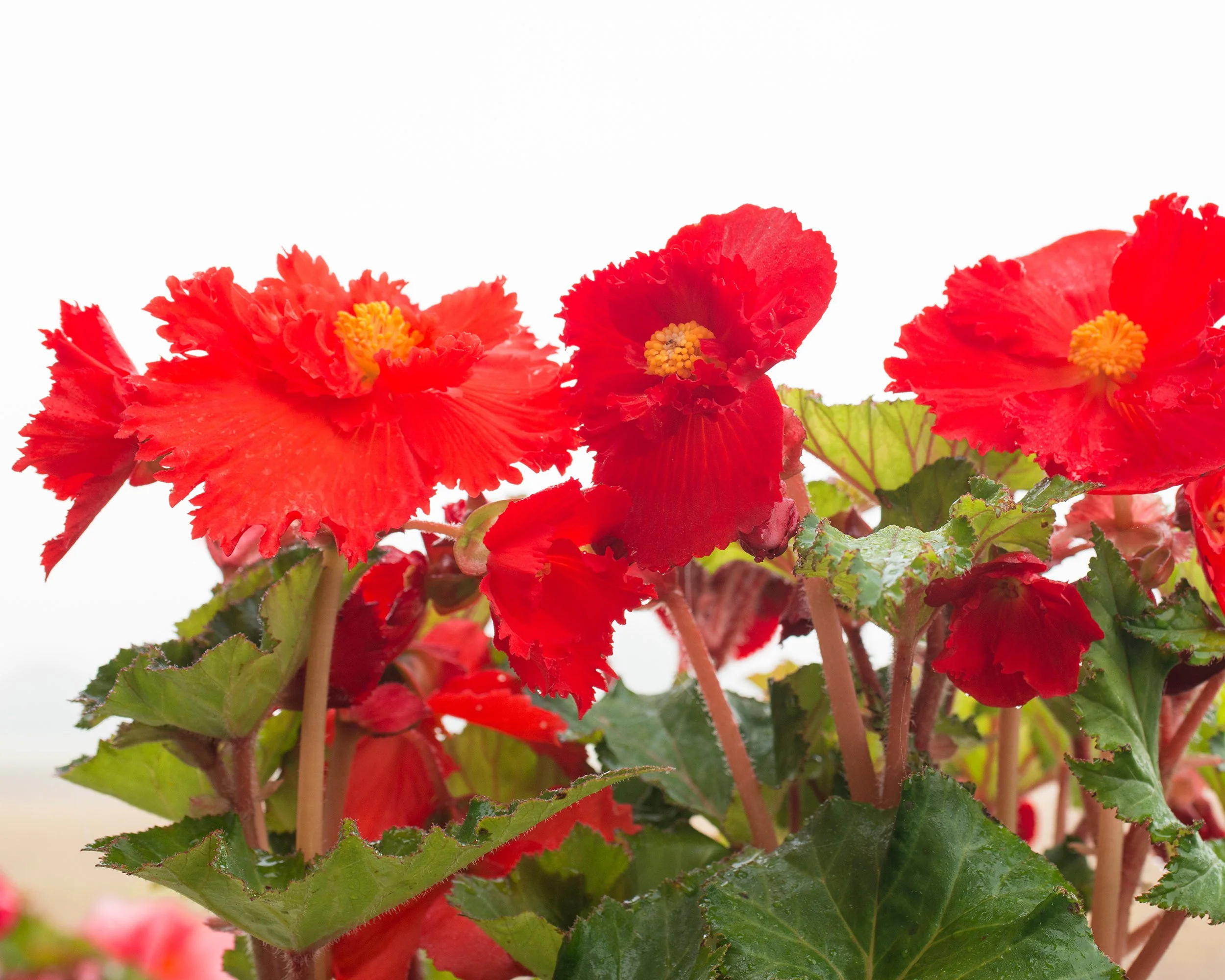 Begonia 'Fimbriata Red' - Image 7