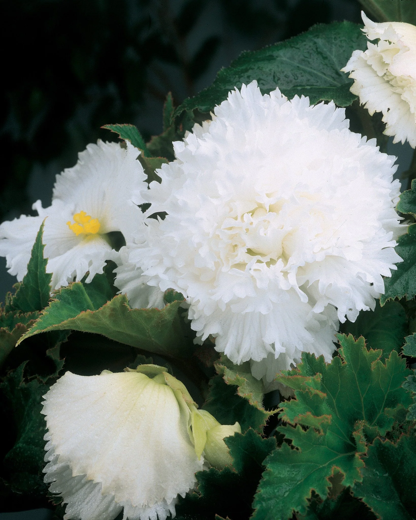 Begonia 'Fimbriata White' - Image 4