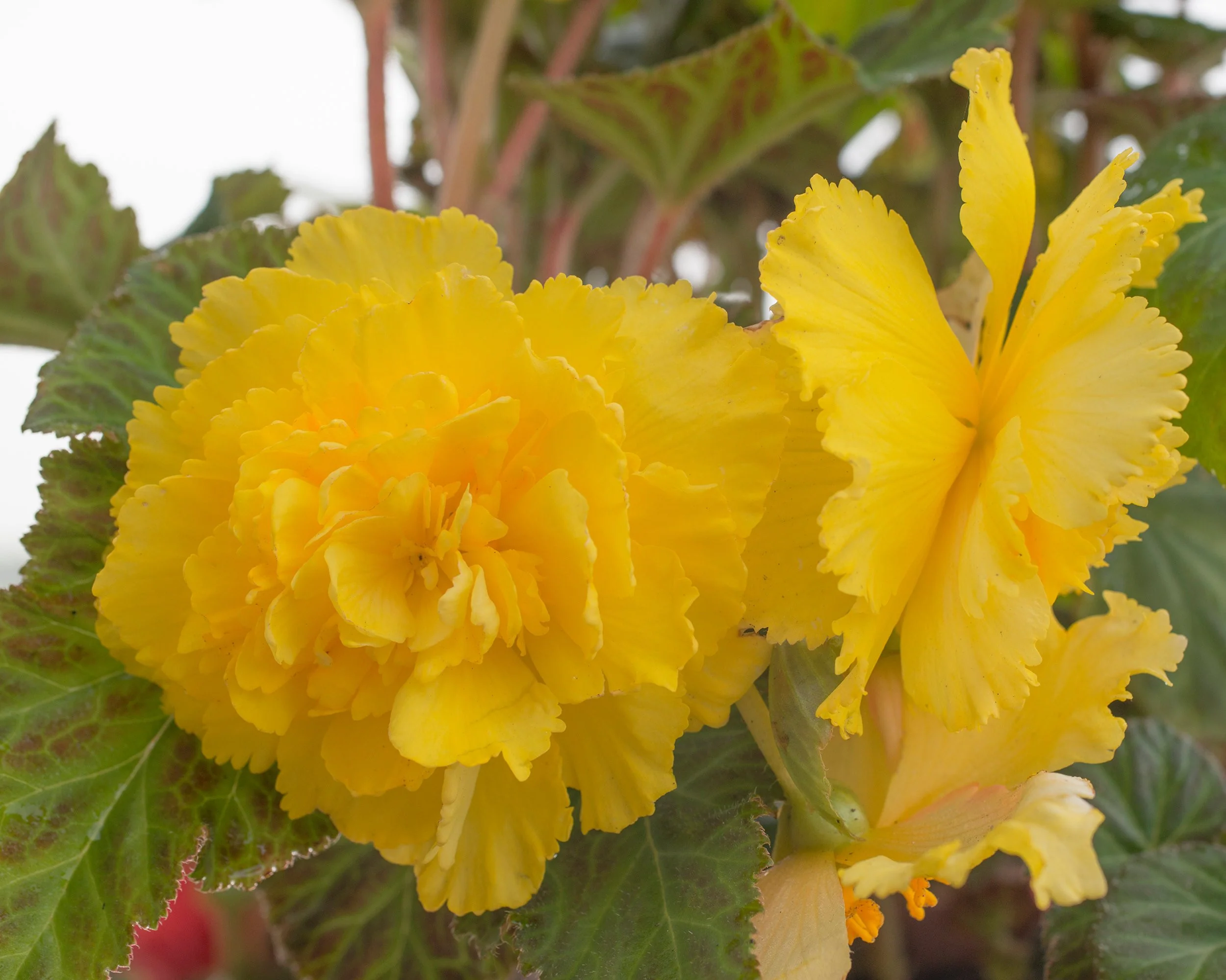 Begonia 'Fimbriata Yellow' - Image 2