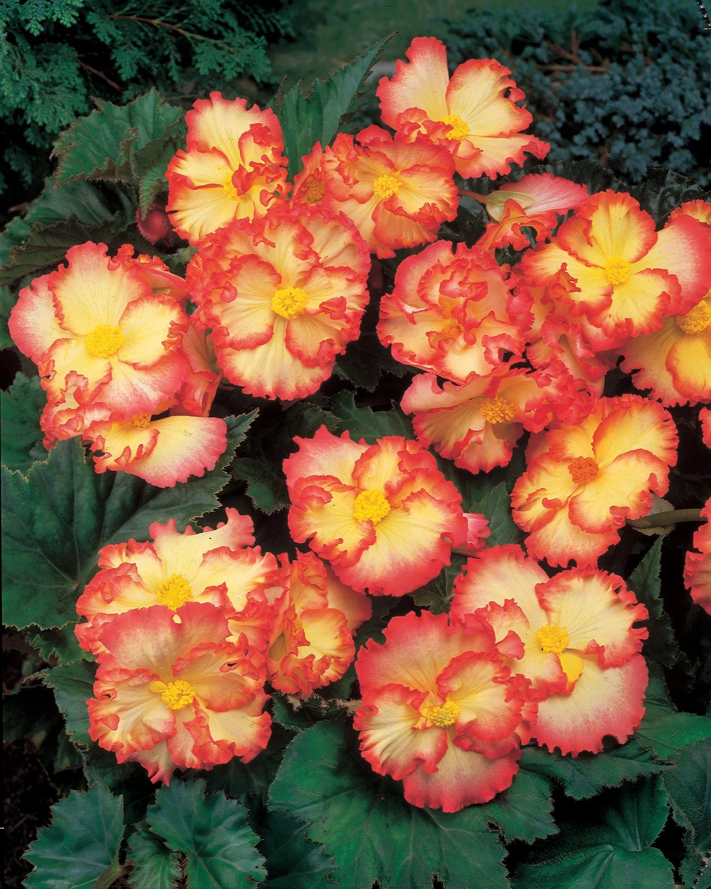 Begonia 'Flamenco Yellow' - Image 2