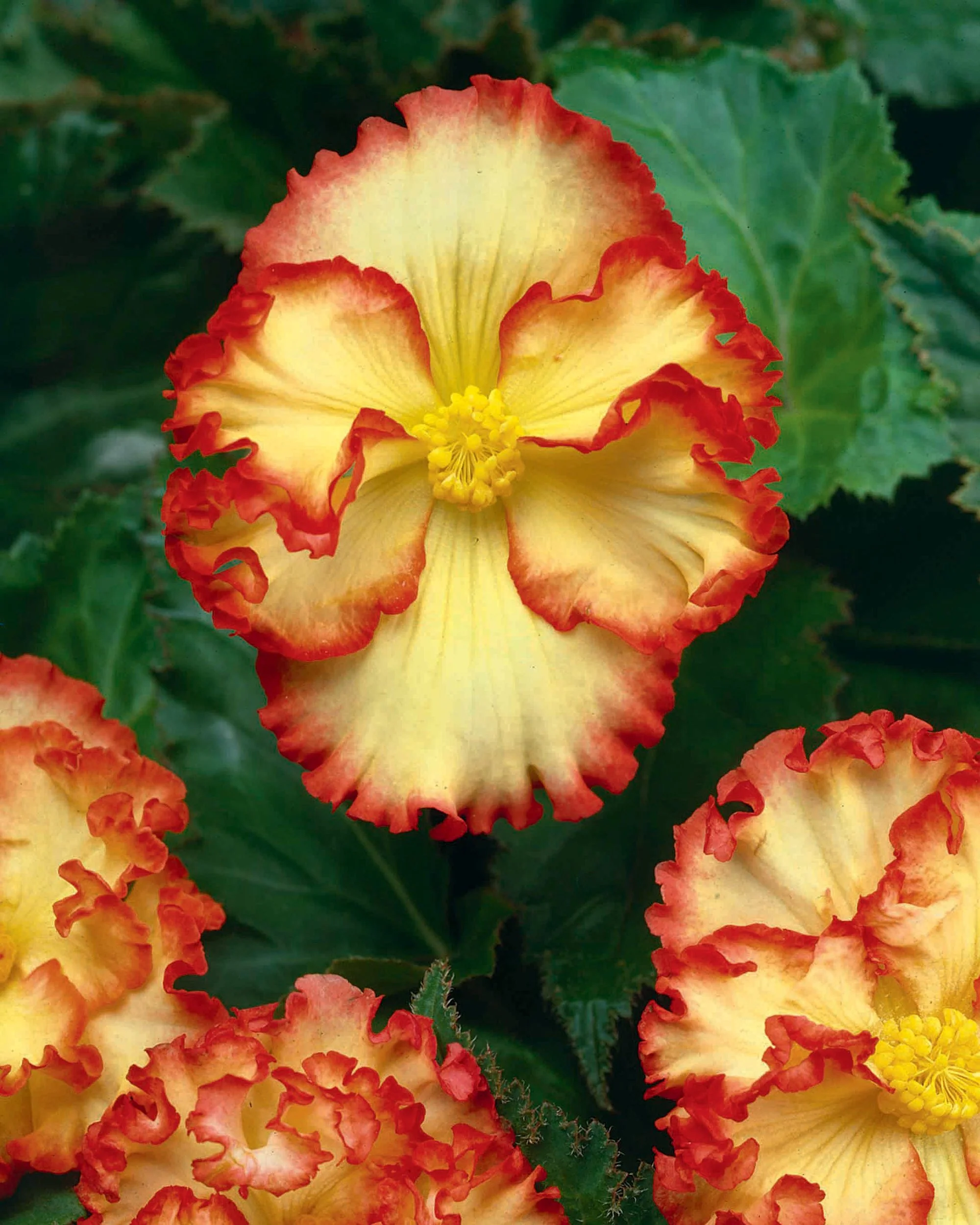 Begonia 'Flamenco Yellow' - Image 3