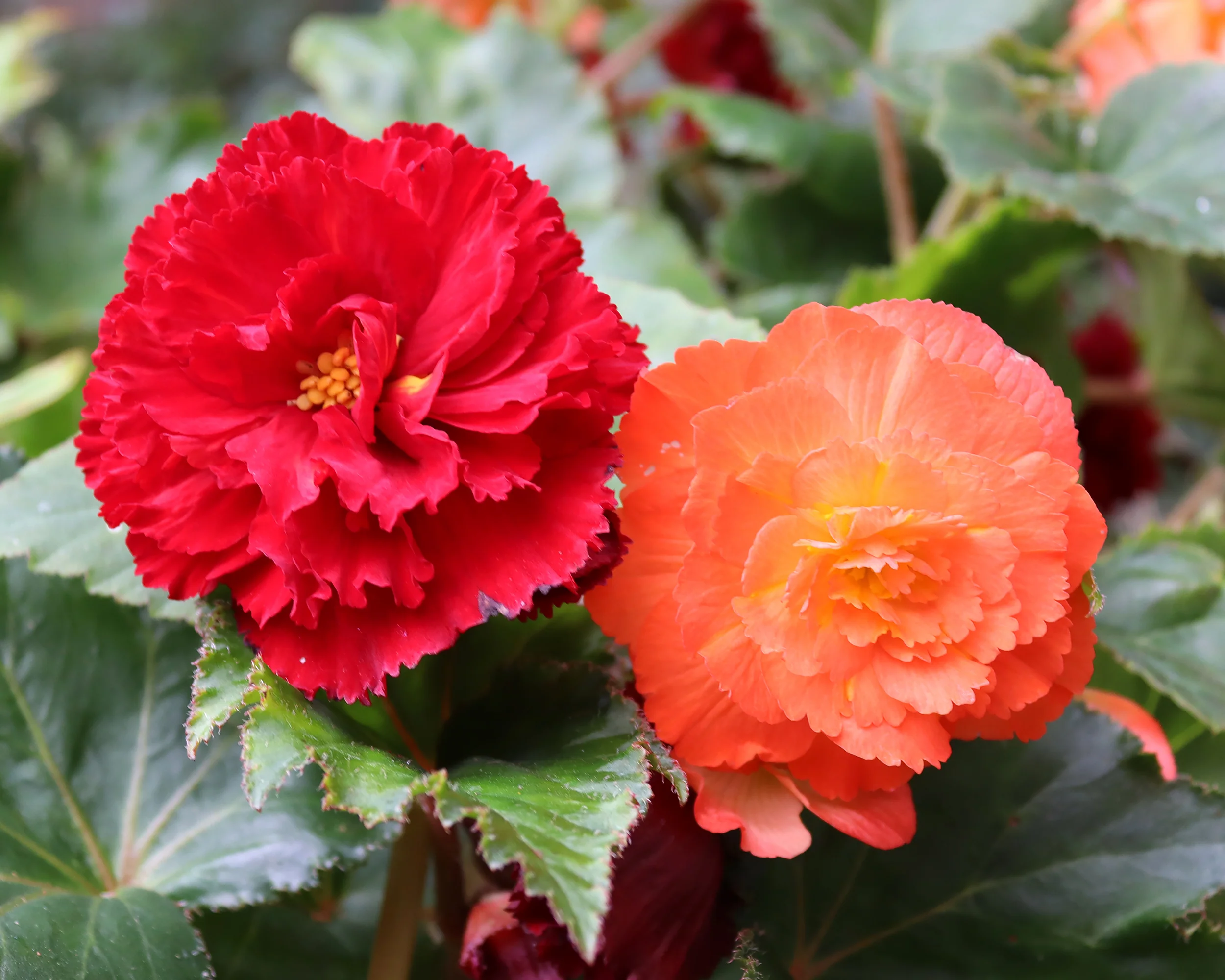 Begonia collection 'Fringed Friends' - Image 2