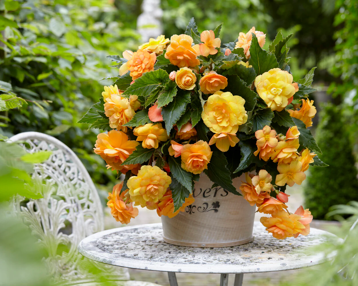 Begonia 'Illumination Apricot' - Image 3