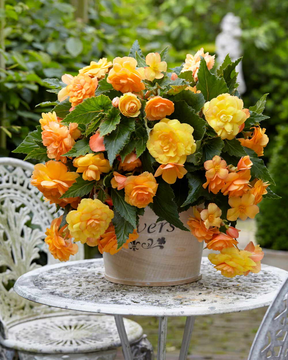 Begonia 'Illumination Apricot' - Image 5