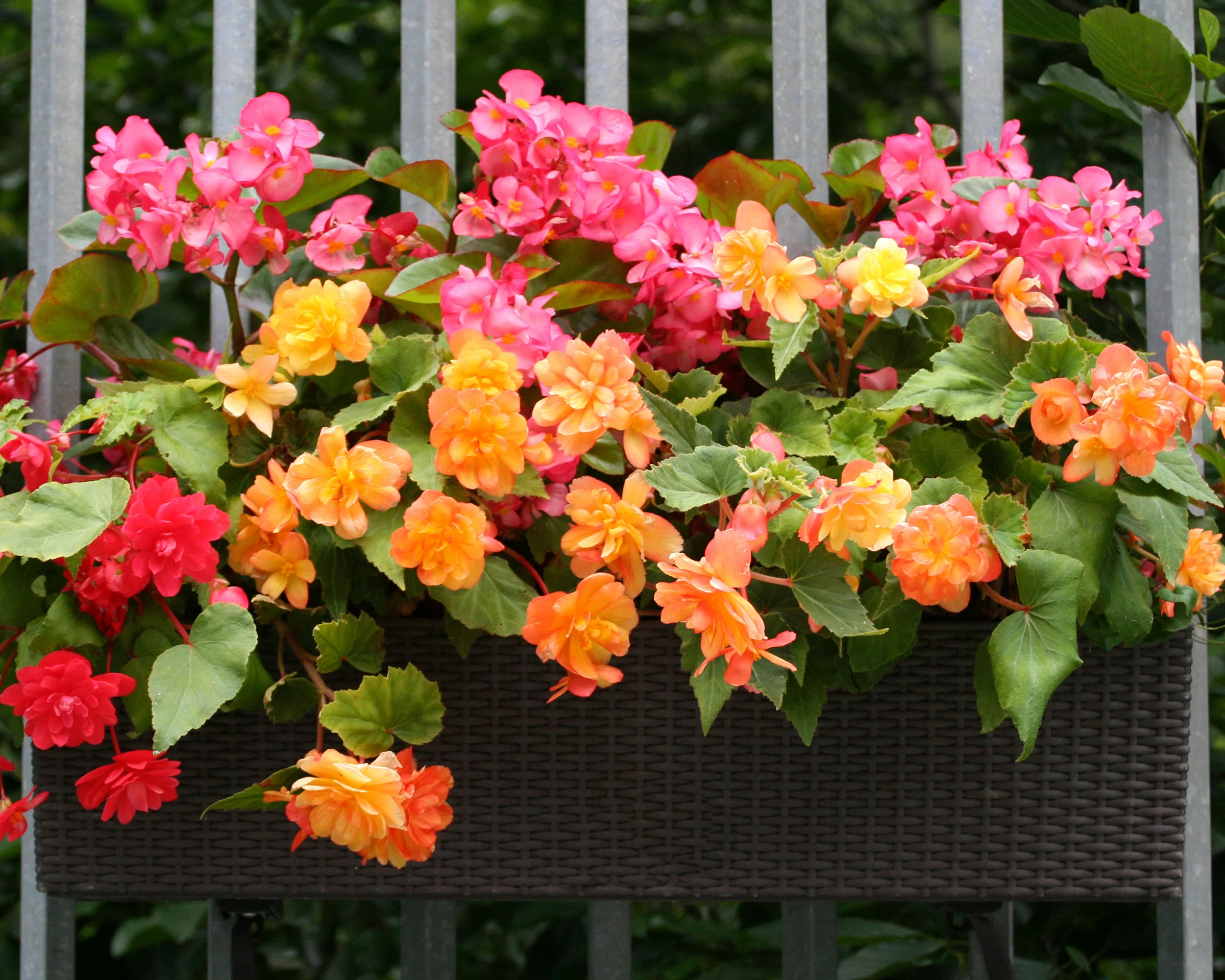 Begonia 'Illumination Apricot' - Image 7
