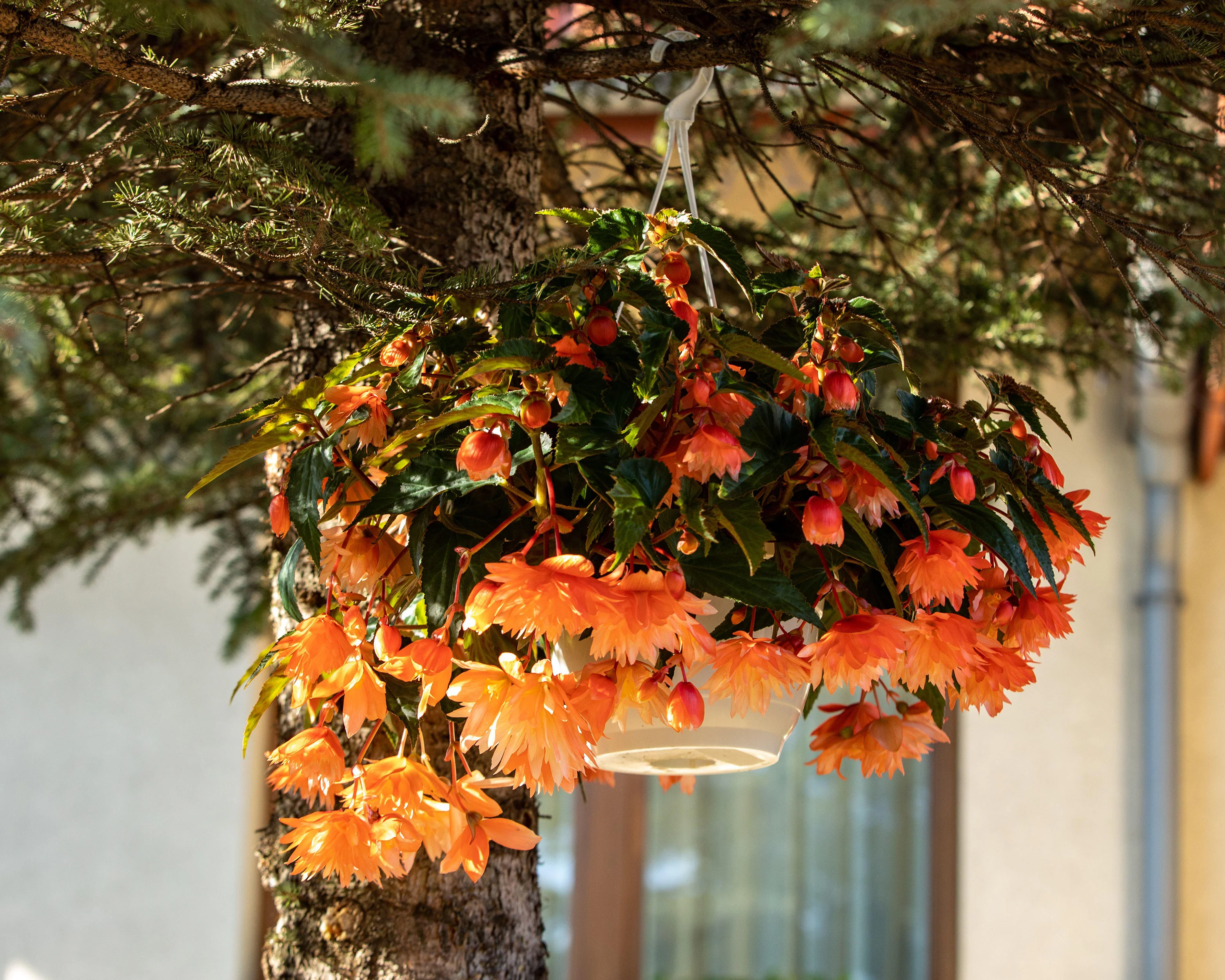 Begonia 'Illumination Orange' - Image 3