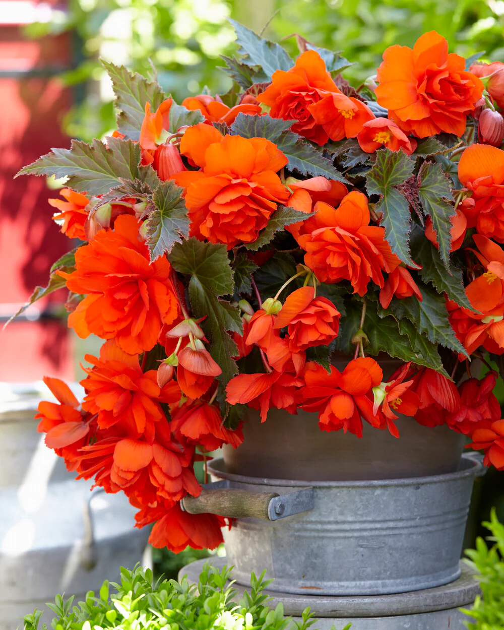 Begonia 'Illumination Orange' - Image 4