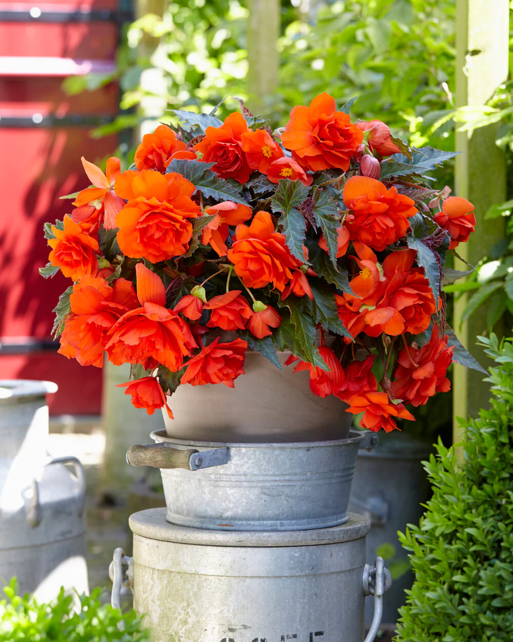 Begonia 'Illumination Orange' - Image 5