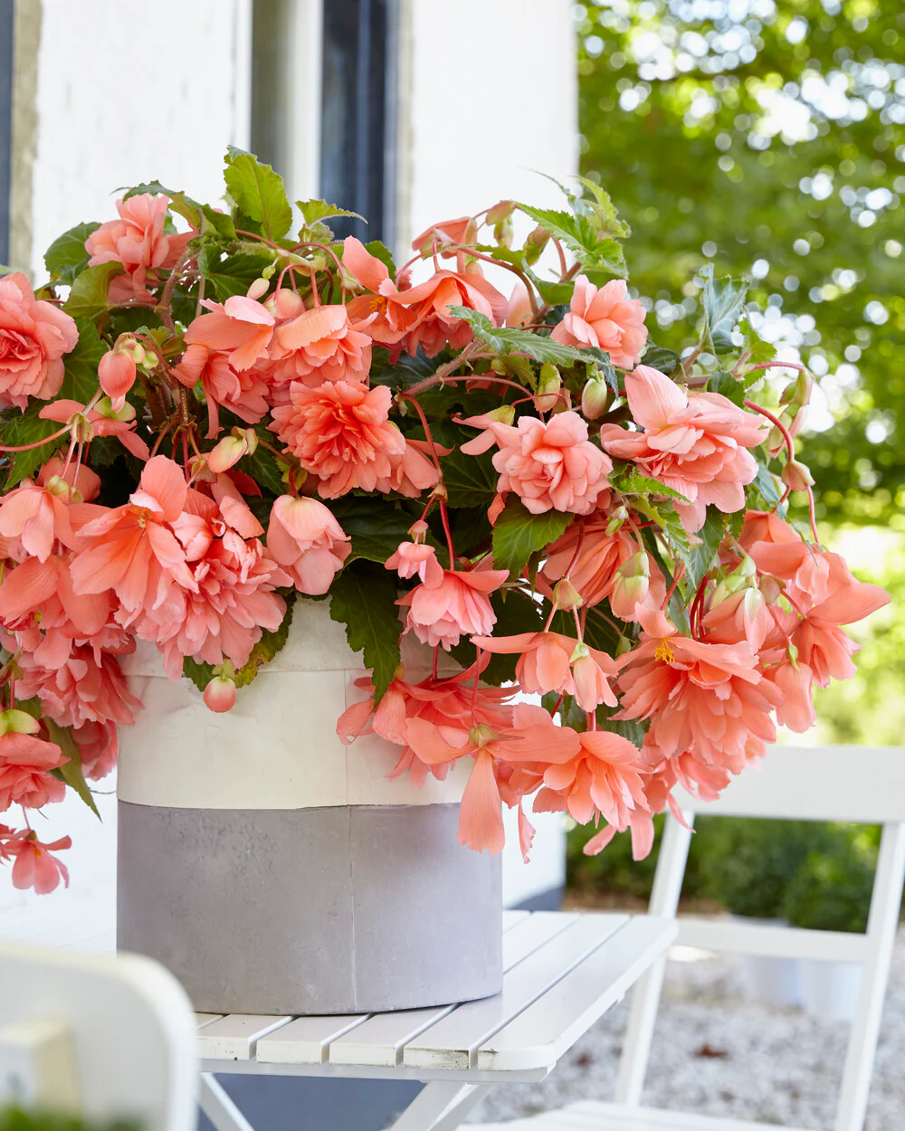 Begonia 'Illumination Salmon Pink' - Image 3