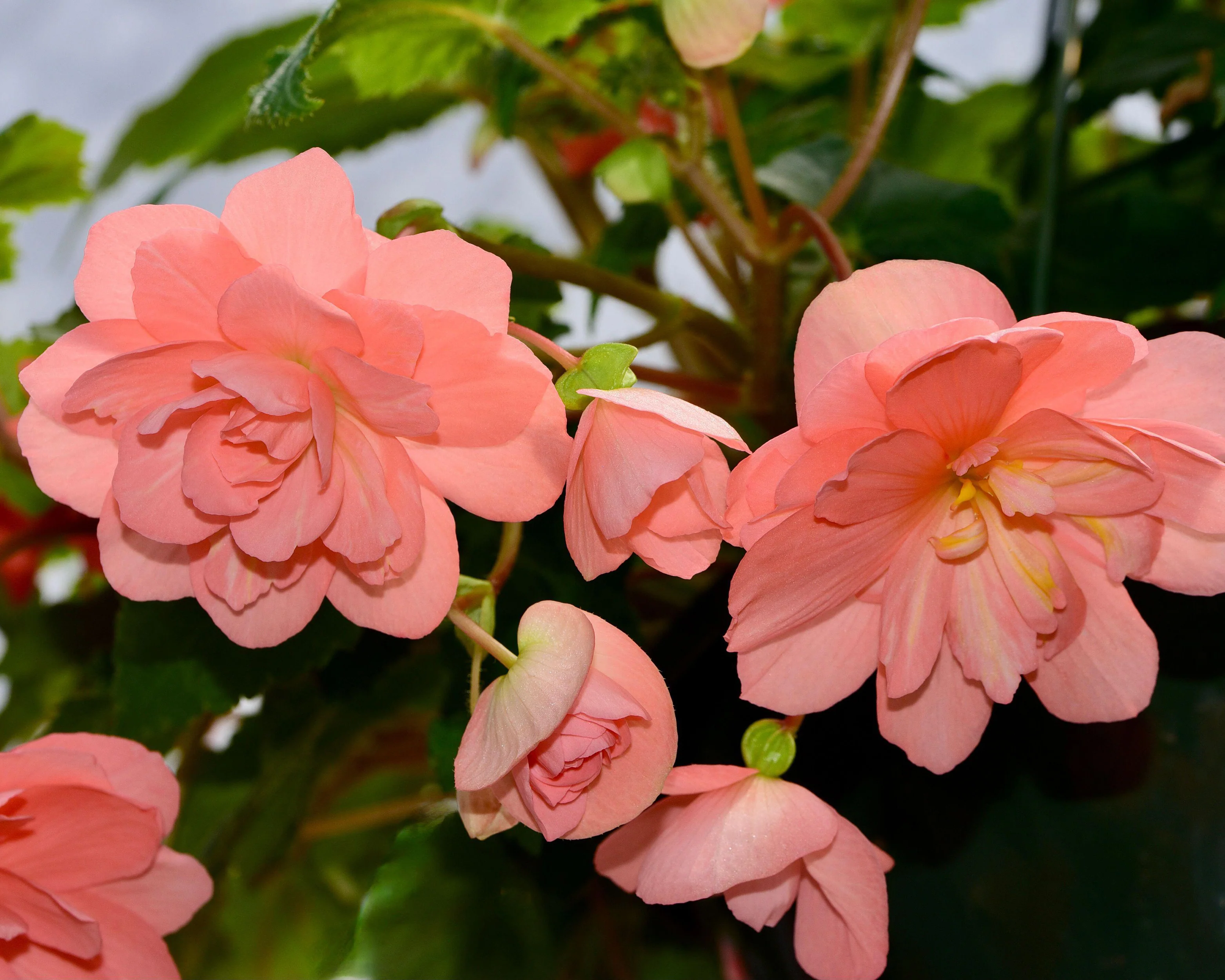 Begonia 'Illumination Salmon Pink' - Image 5