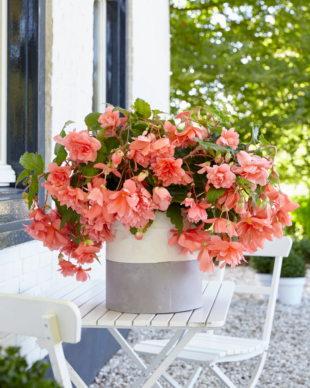 Begonia 'Illumination Salmon Pink' - Image 6
