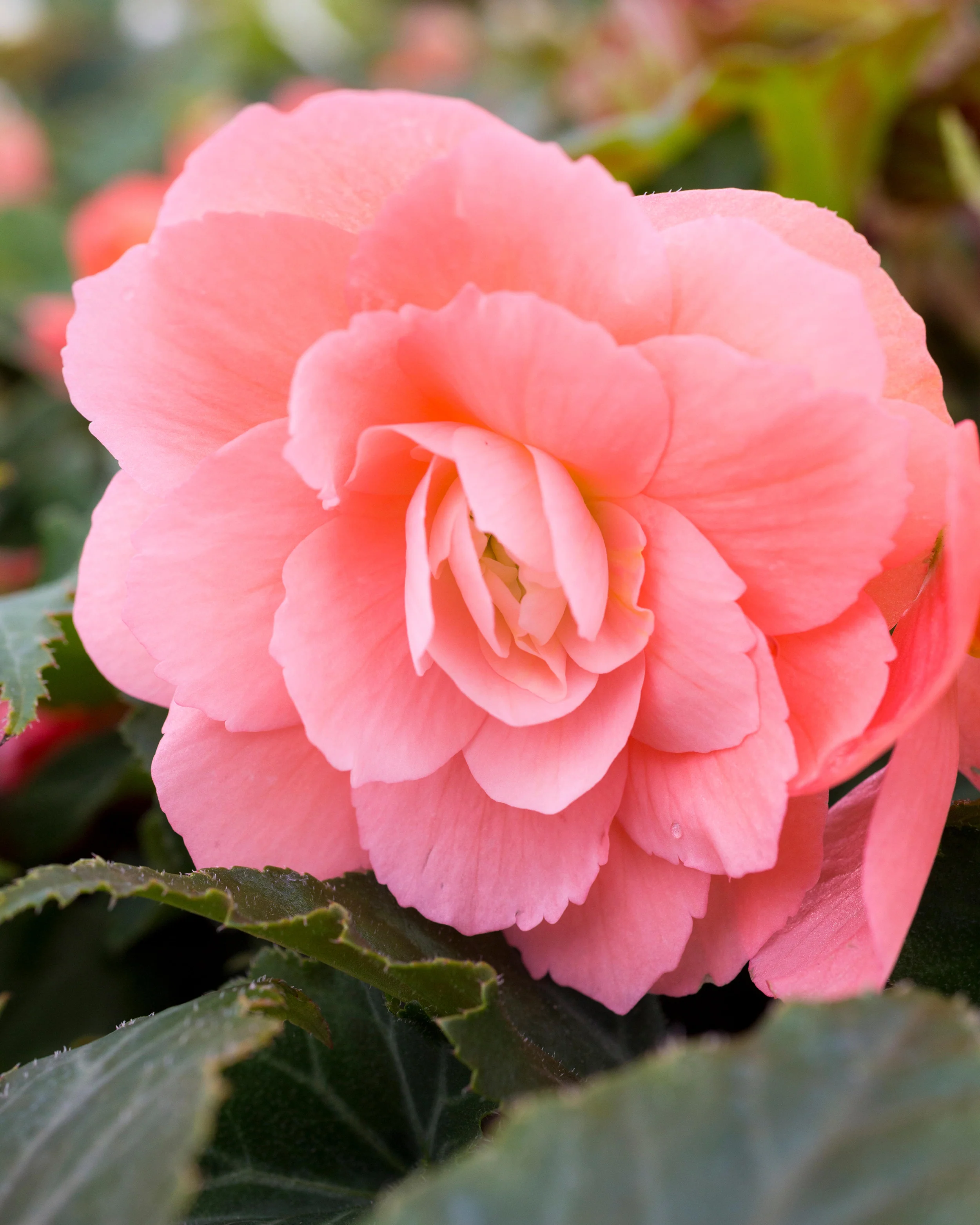 Begonia 'Illumination Salmon Pink' - Image 7