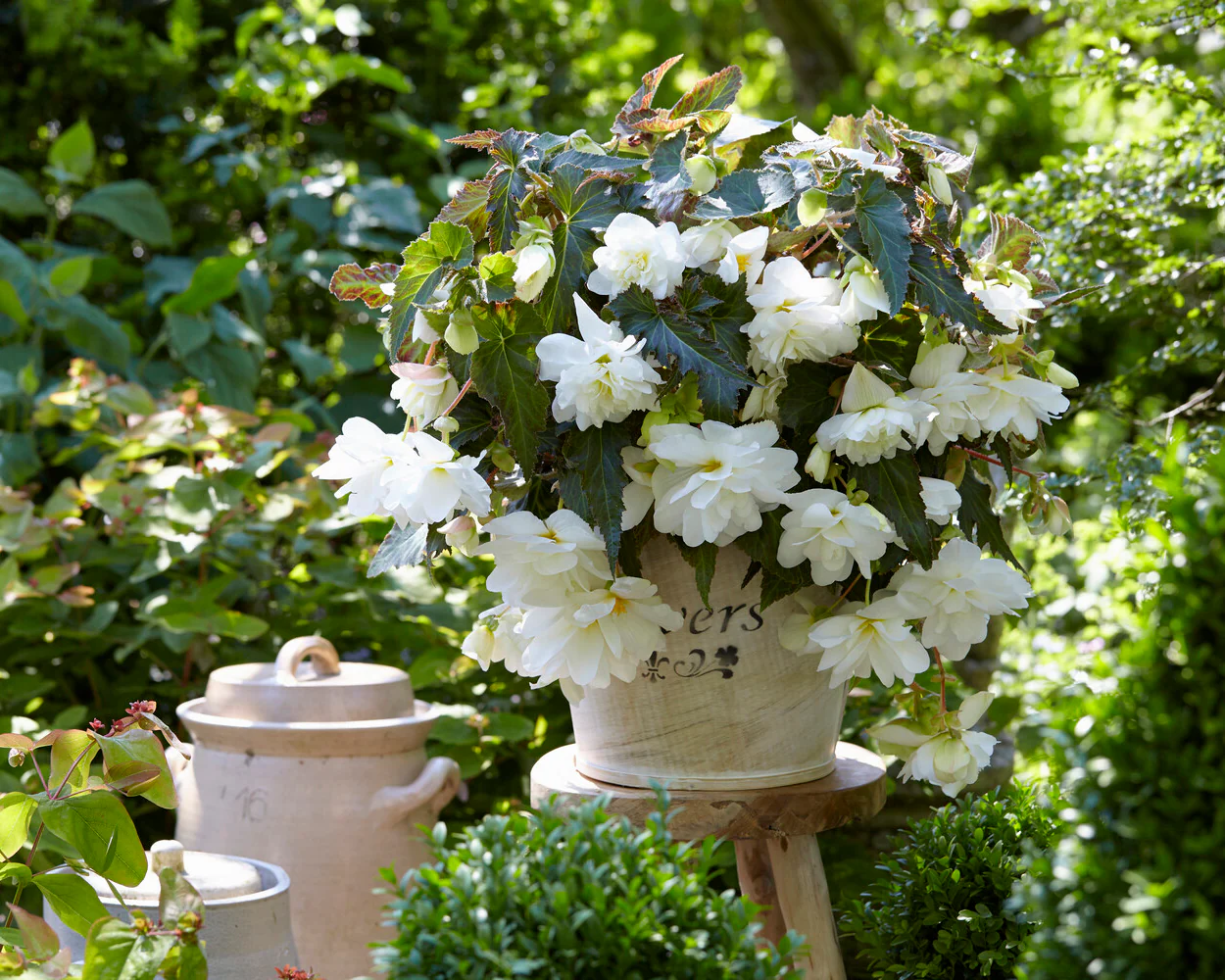 Begonia 'Illumination White' - Image 4