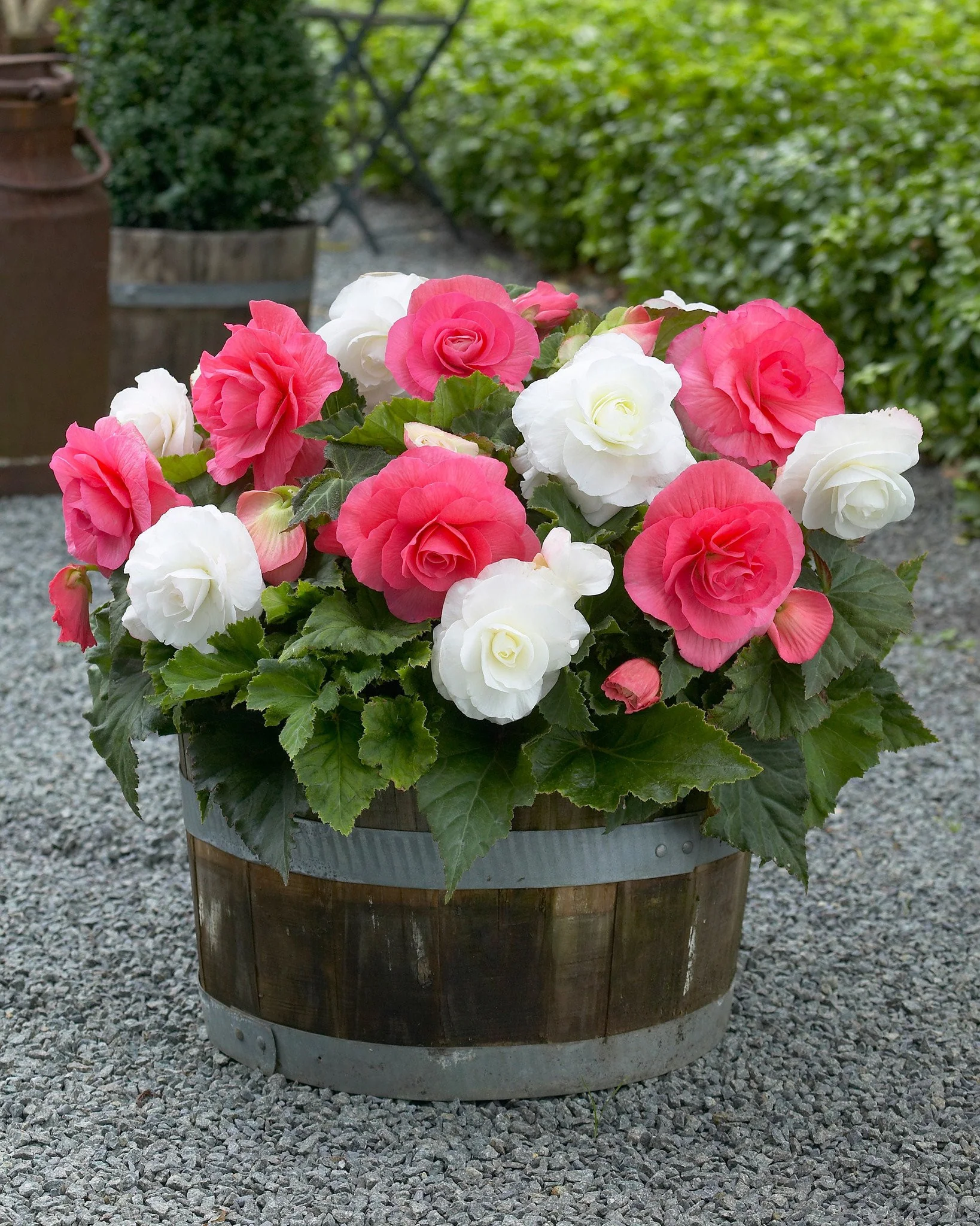 Begonia collection 'Kent' - Image 2