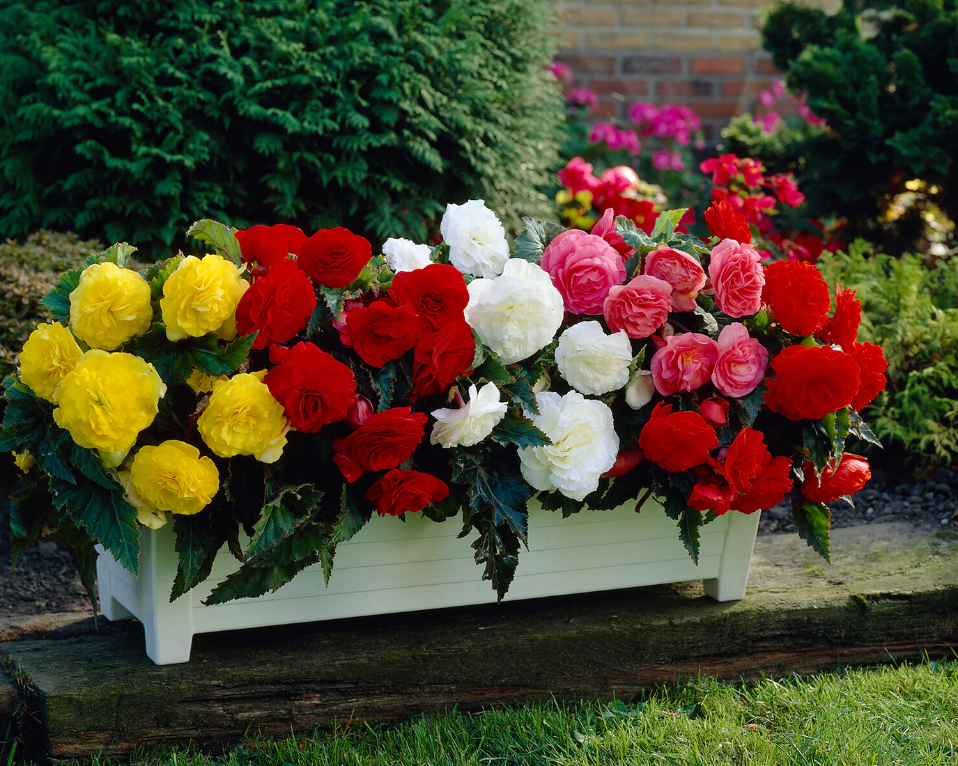 Begonia 'Non-Stop Mixed' - Image 11