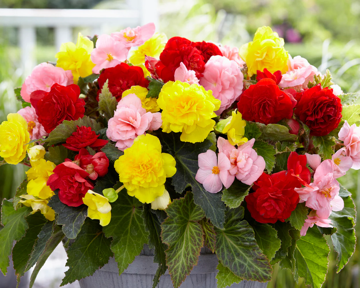 Begonia 'Non-Stop Mixed' - Image 2