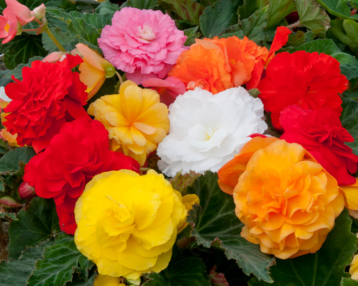 Begonia 'Non-Stop Mixed' - Image 4