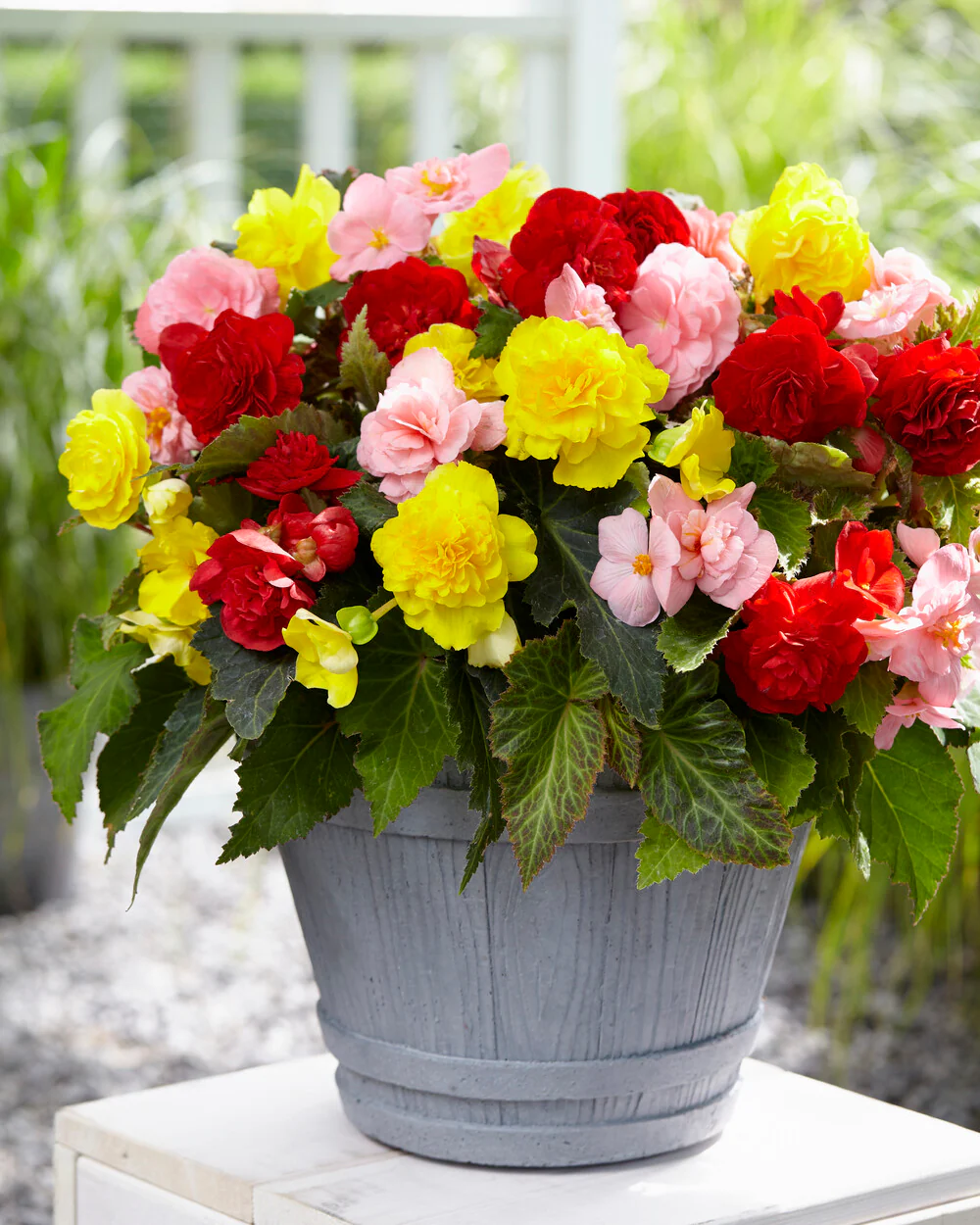 Begonia 'Non-Stop Mixed' - Image 6