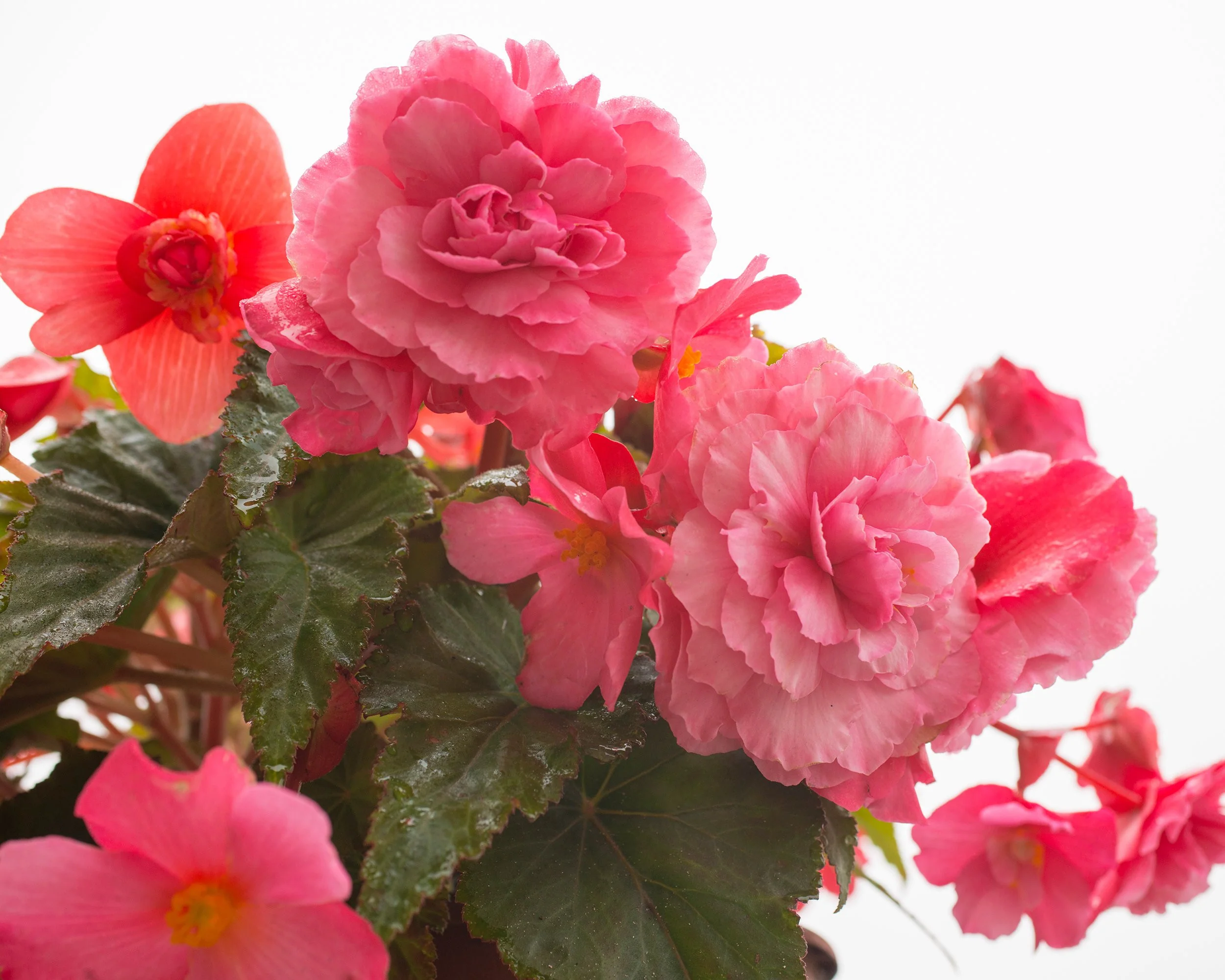 Begonia odorata 'Pink Delight' - Image 4