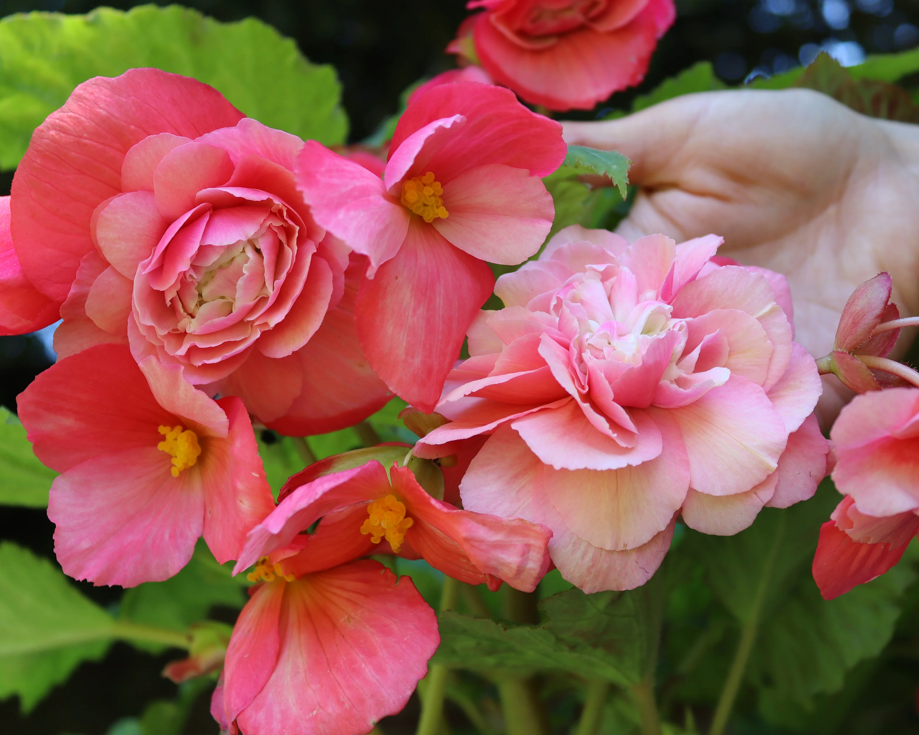 Begonia odorata 'Pink Delight' - Image 6