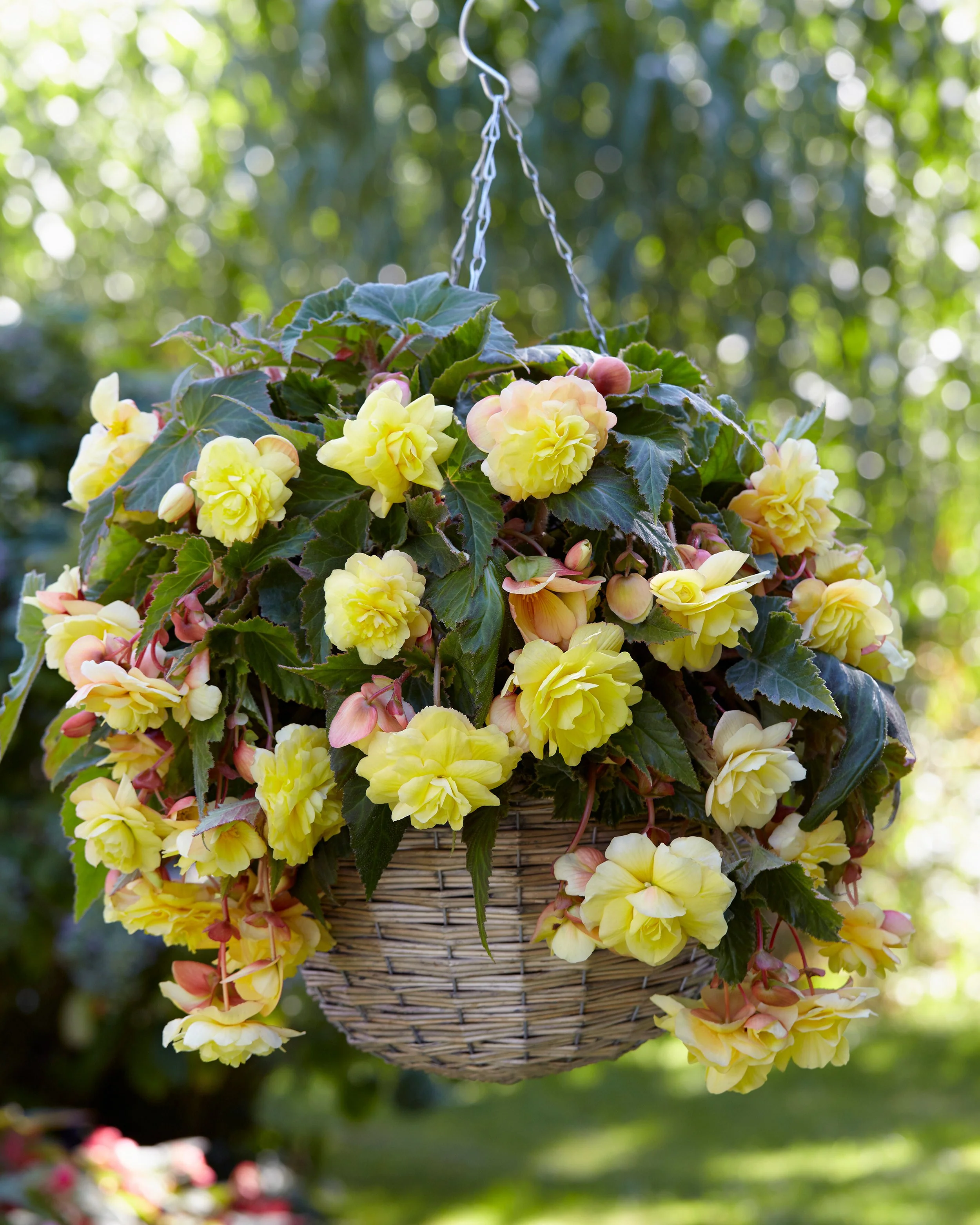 Begonia odorata 'Sunny Dream' - Image 2