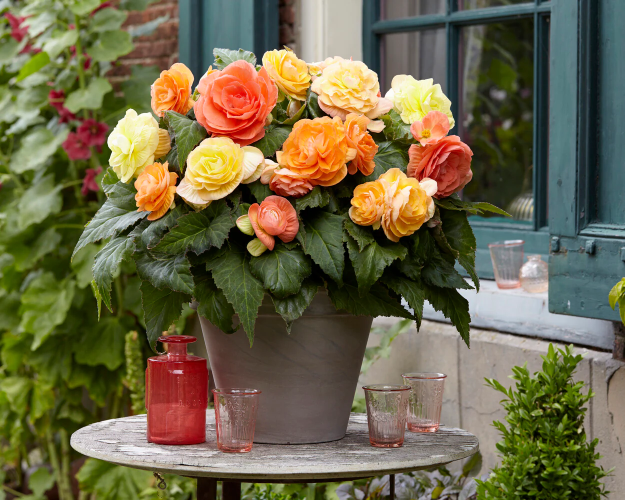 Begonia 'Pastel Compacta' - Image 3