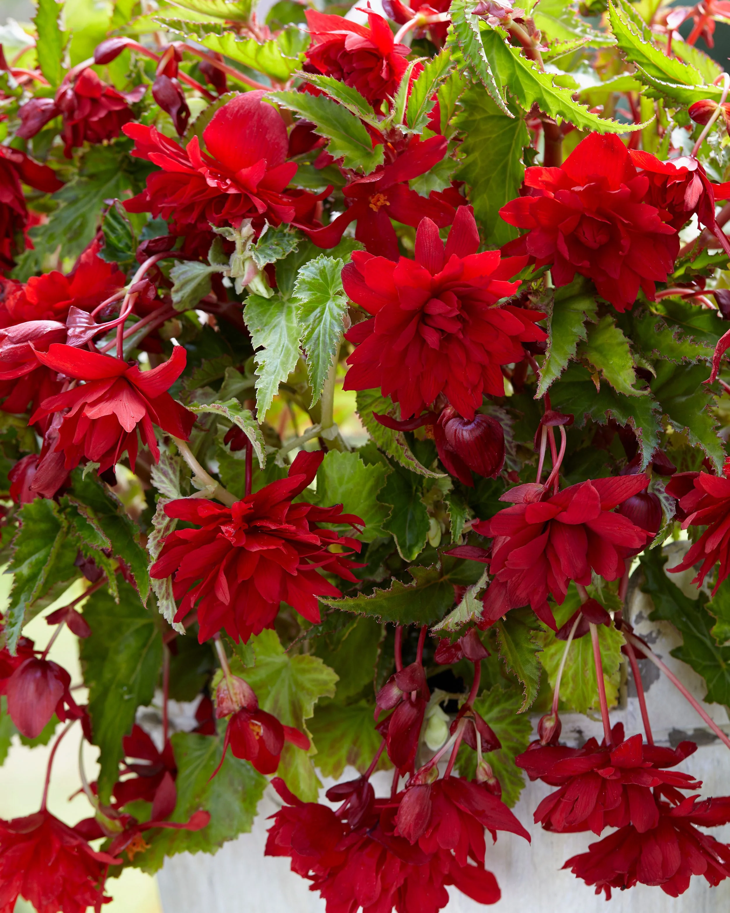 Begonia 'Pendula Red' - Image 2