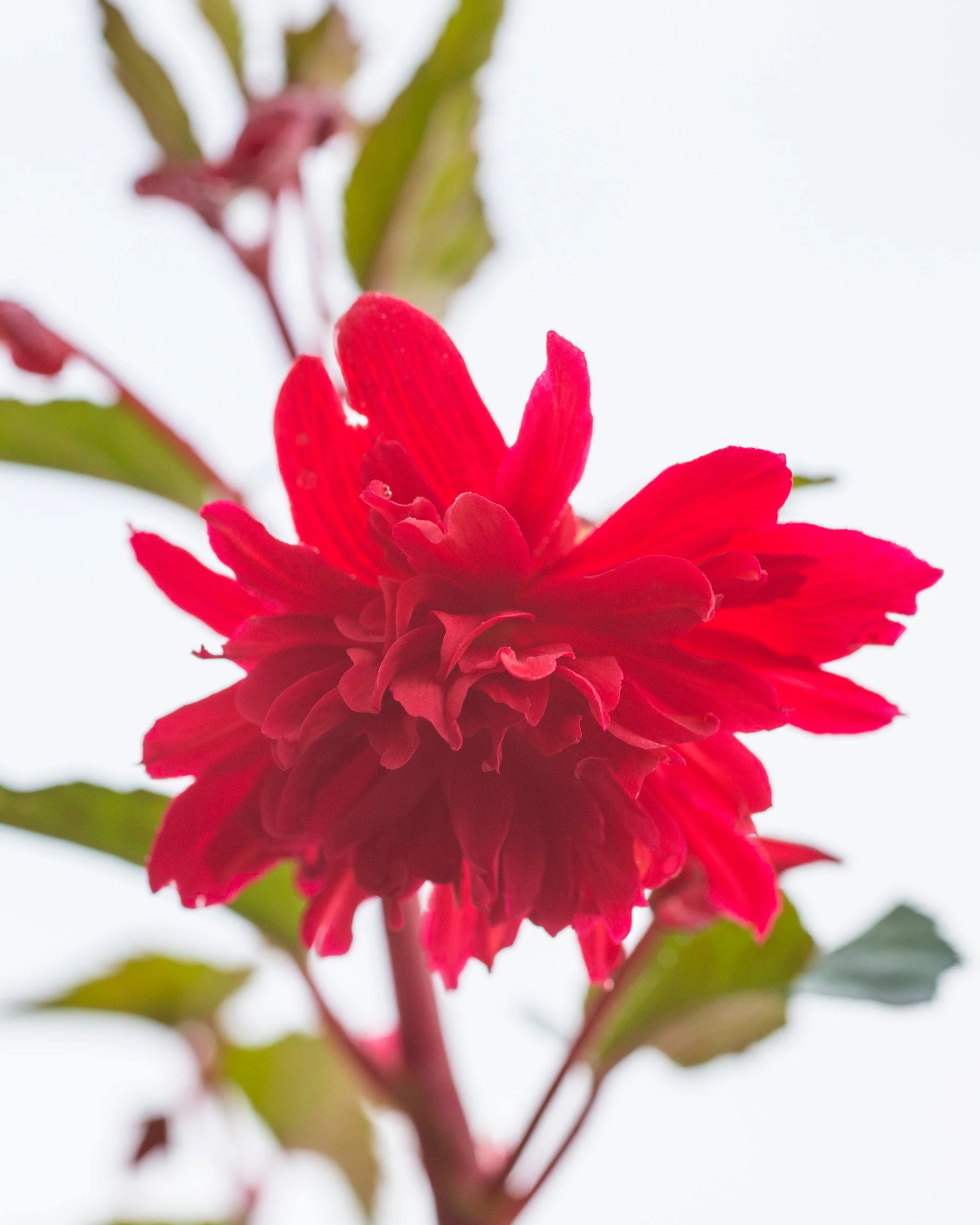 Begonia 'Pendula Red' - Image 4
