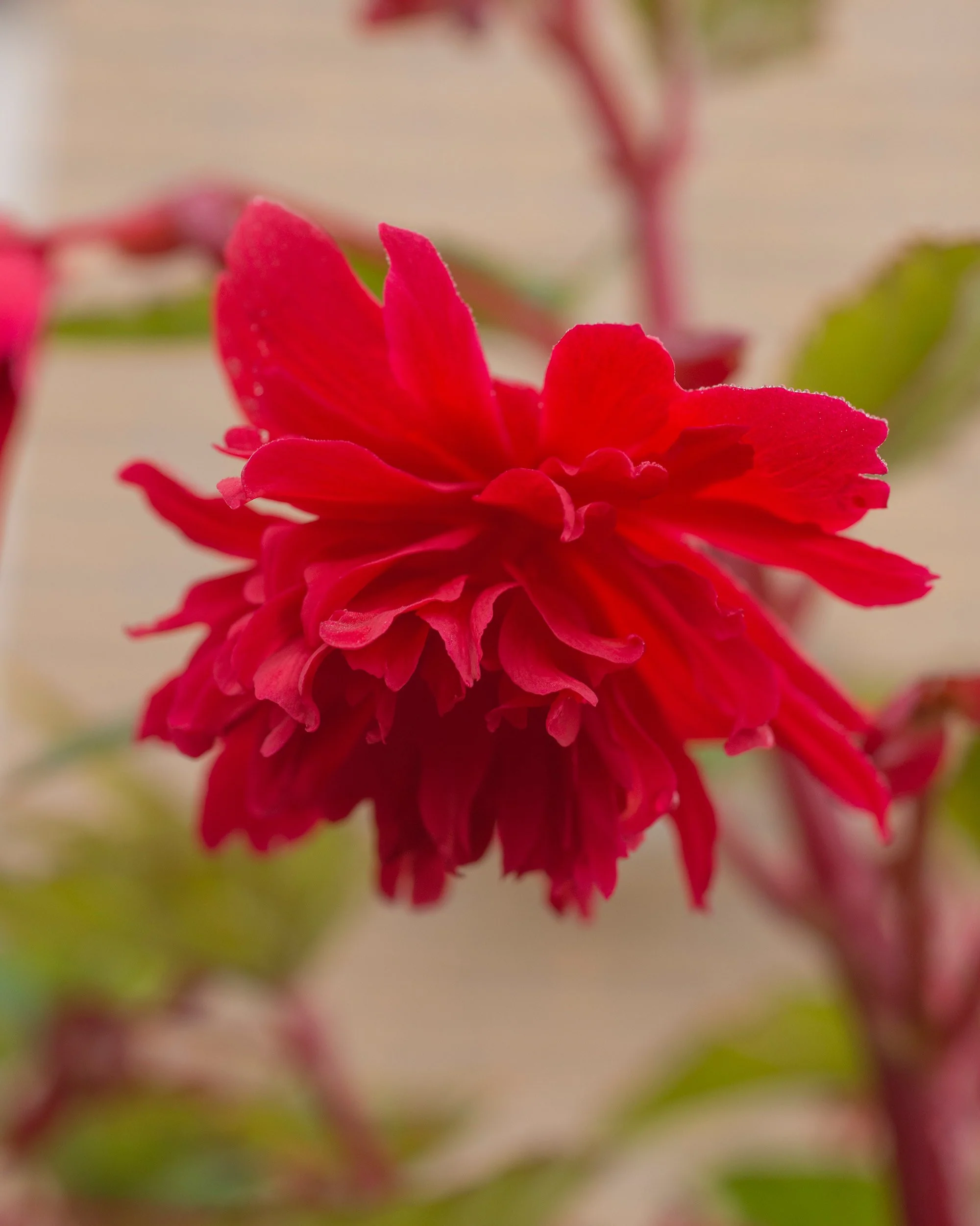 Begonia 'Pendula Red' - Image 5