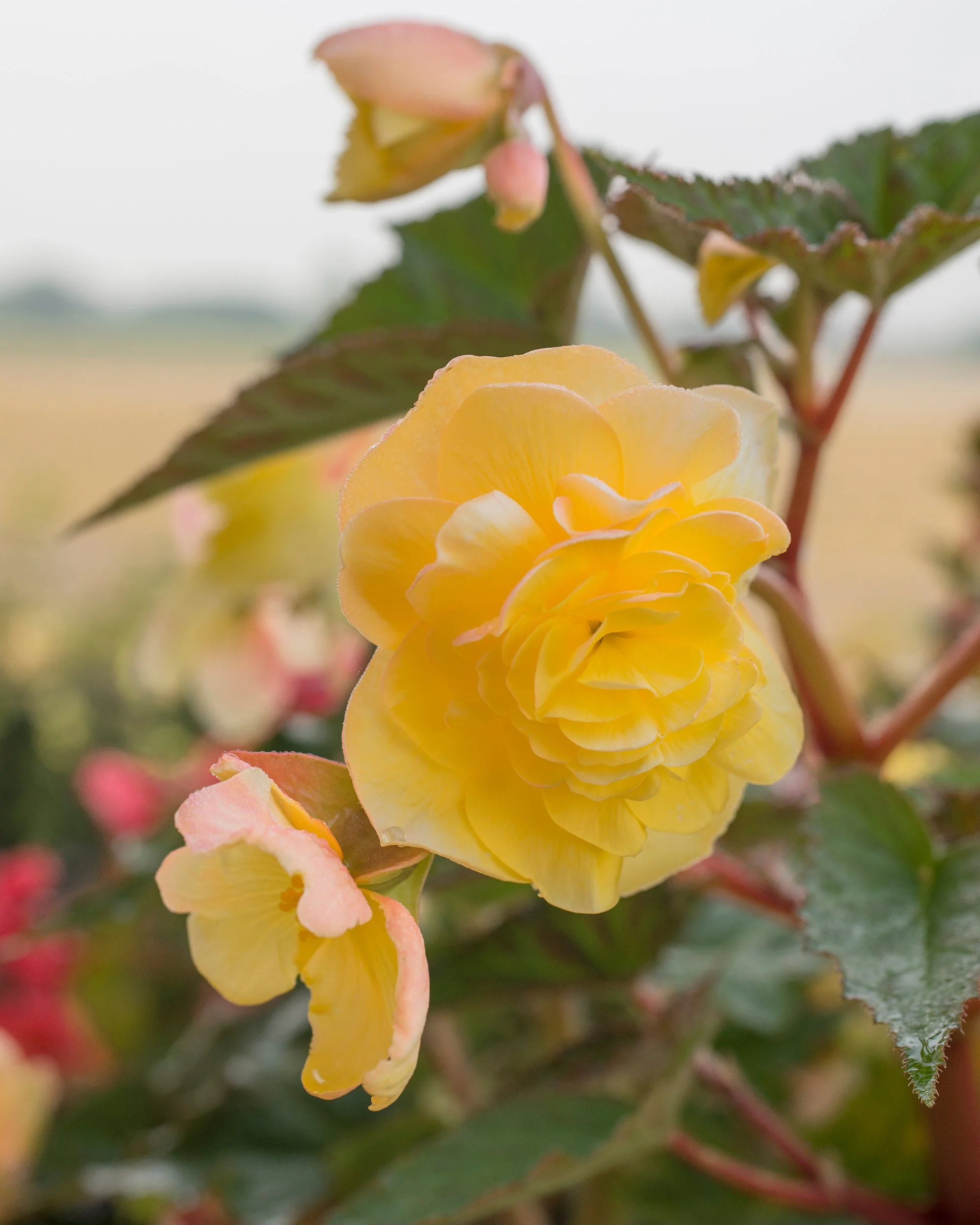 Begonia 'Pendula Yellow' - Image 4
